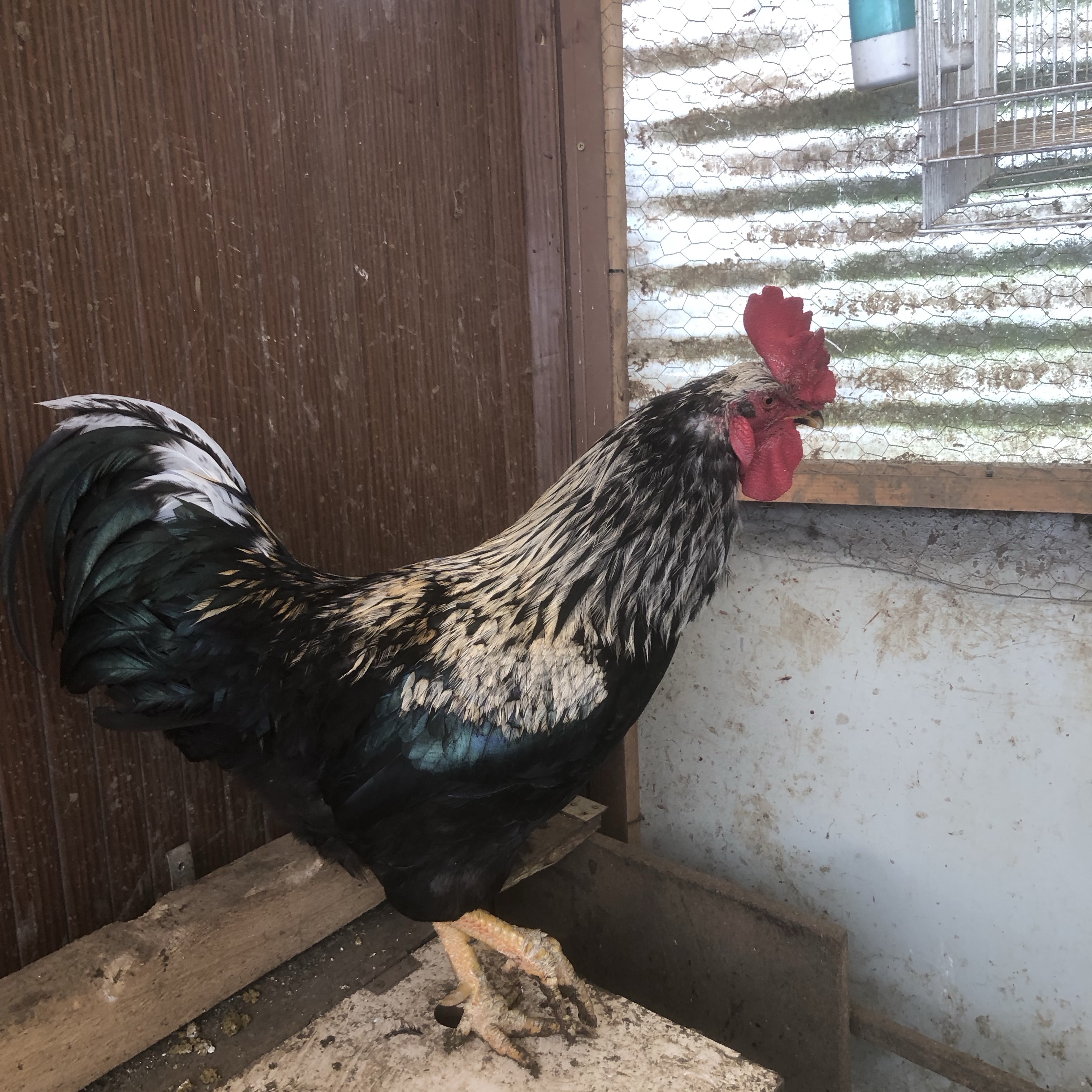 Macho abedul - imagen 1