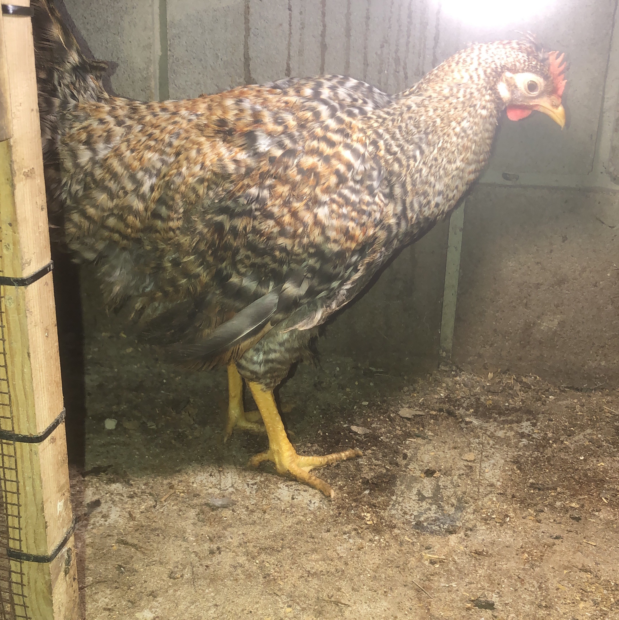 Cream leghbar - imagen 1