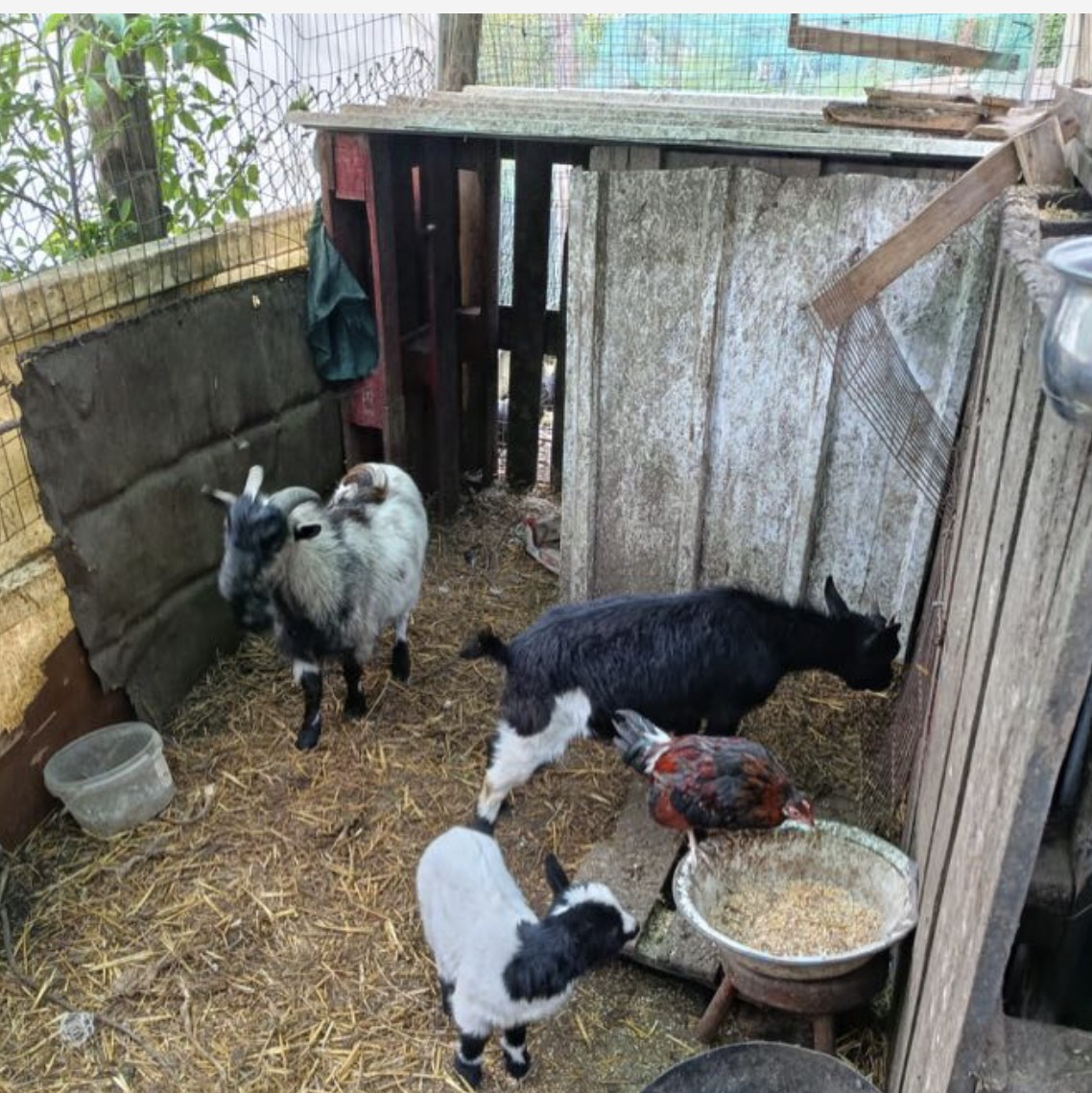 Cabras enanas - imagen 1