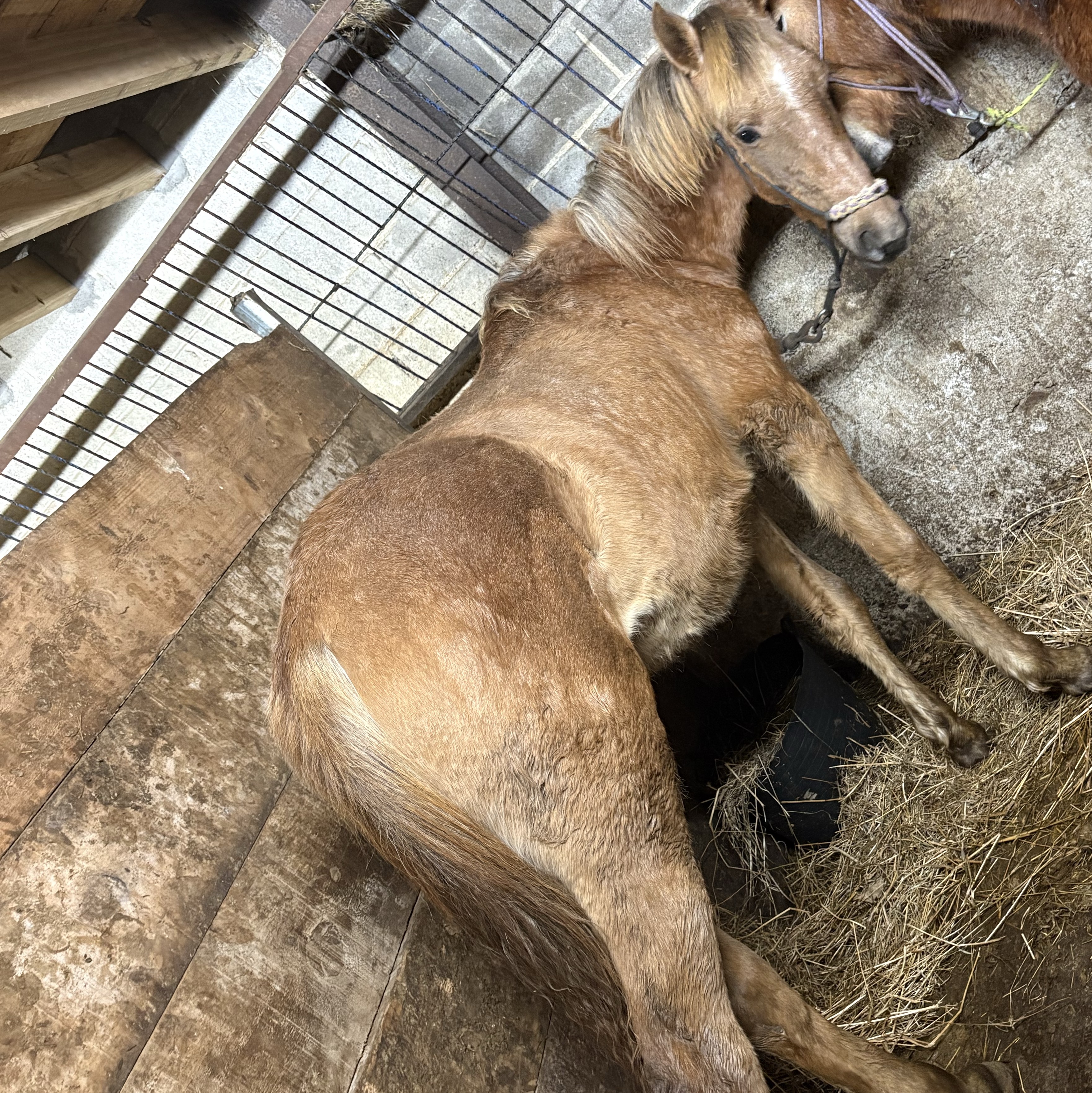 Potra angloarabe  - imagen 1