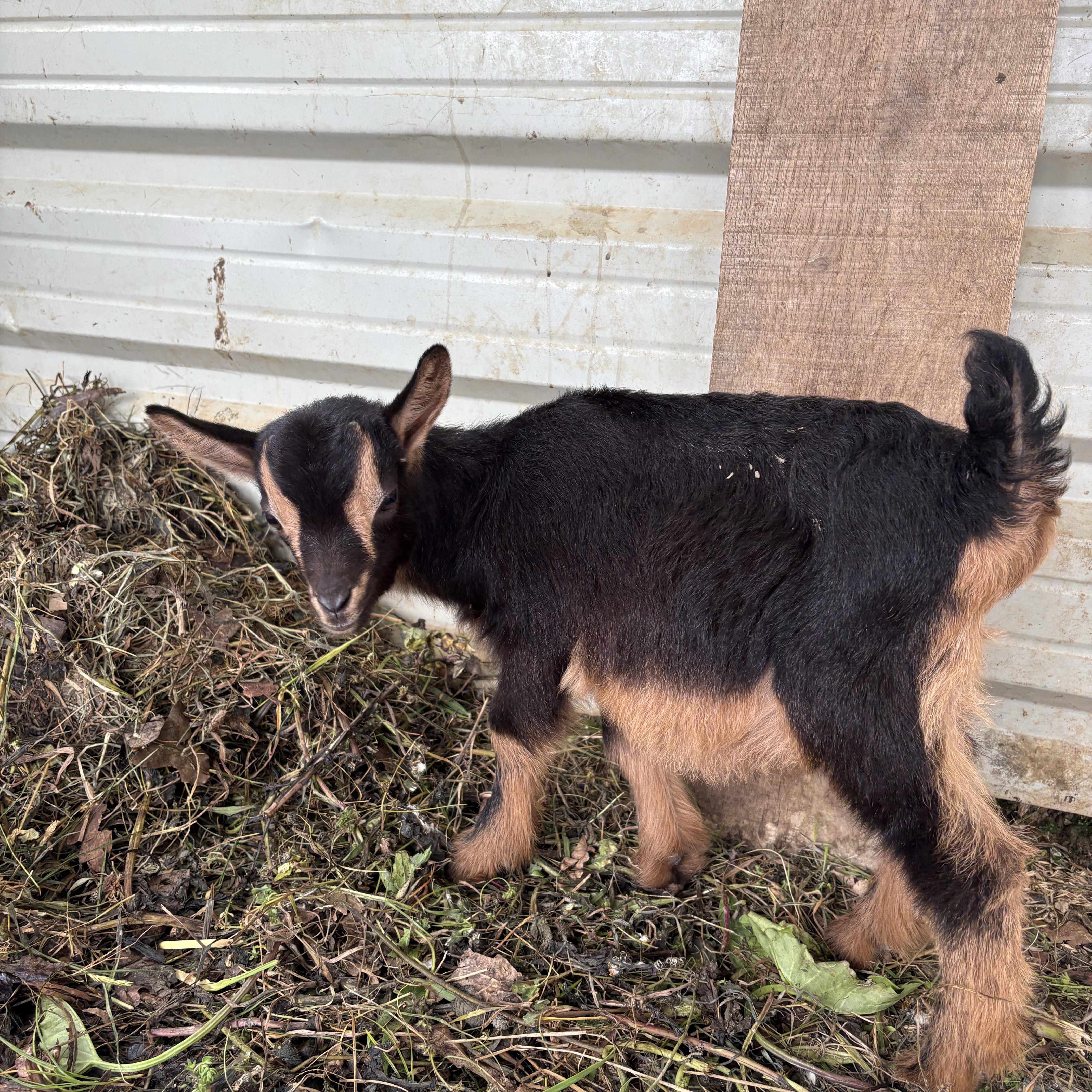 Cabrito azpigorri - imagen 1