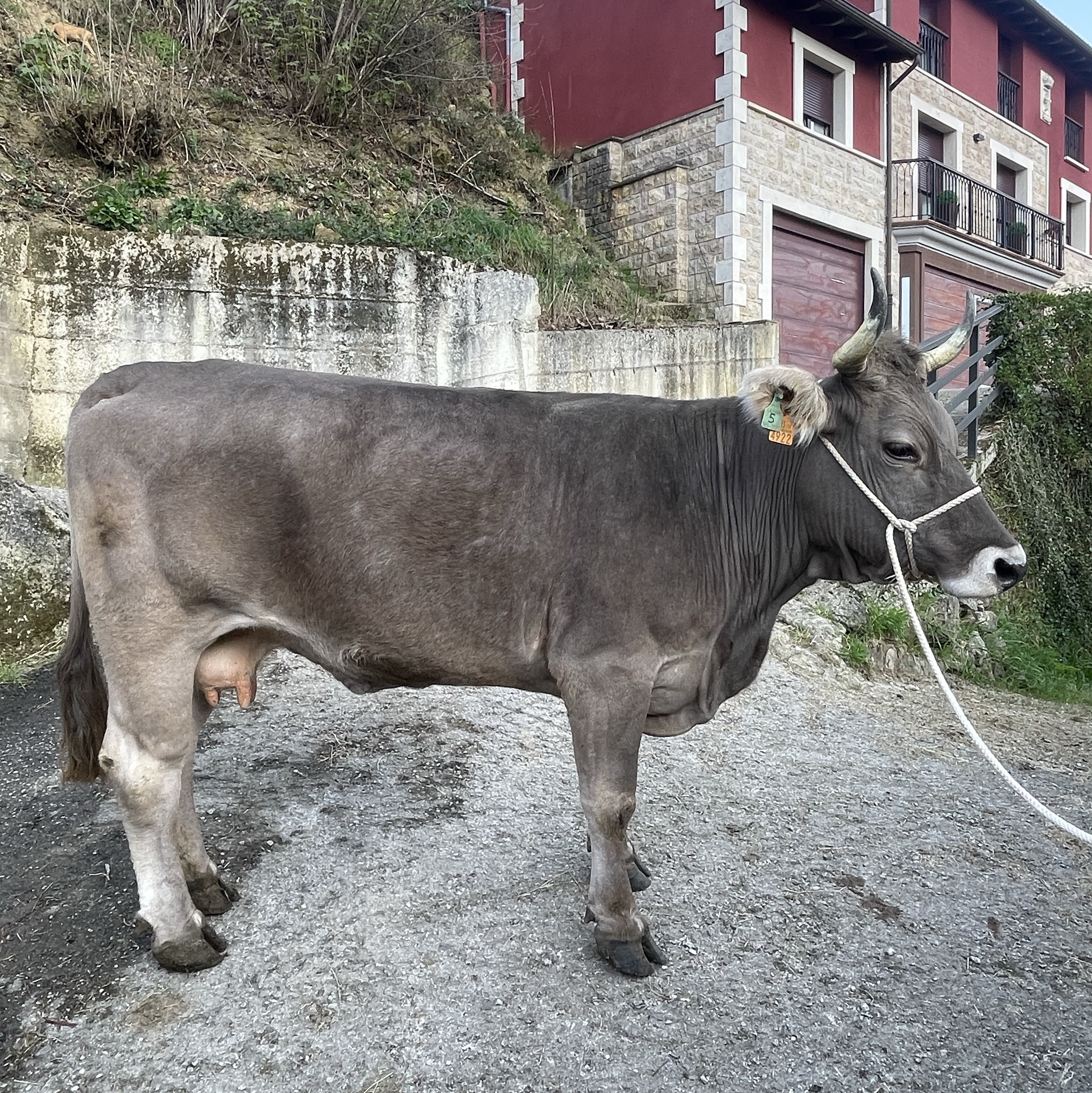 Se vende vaca ratina  - imagen 1