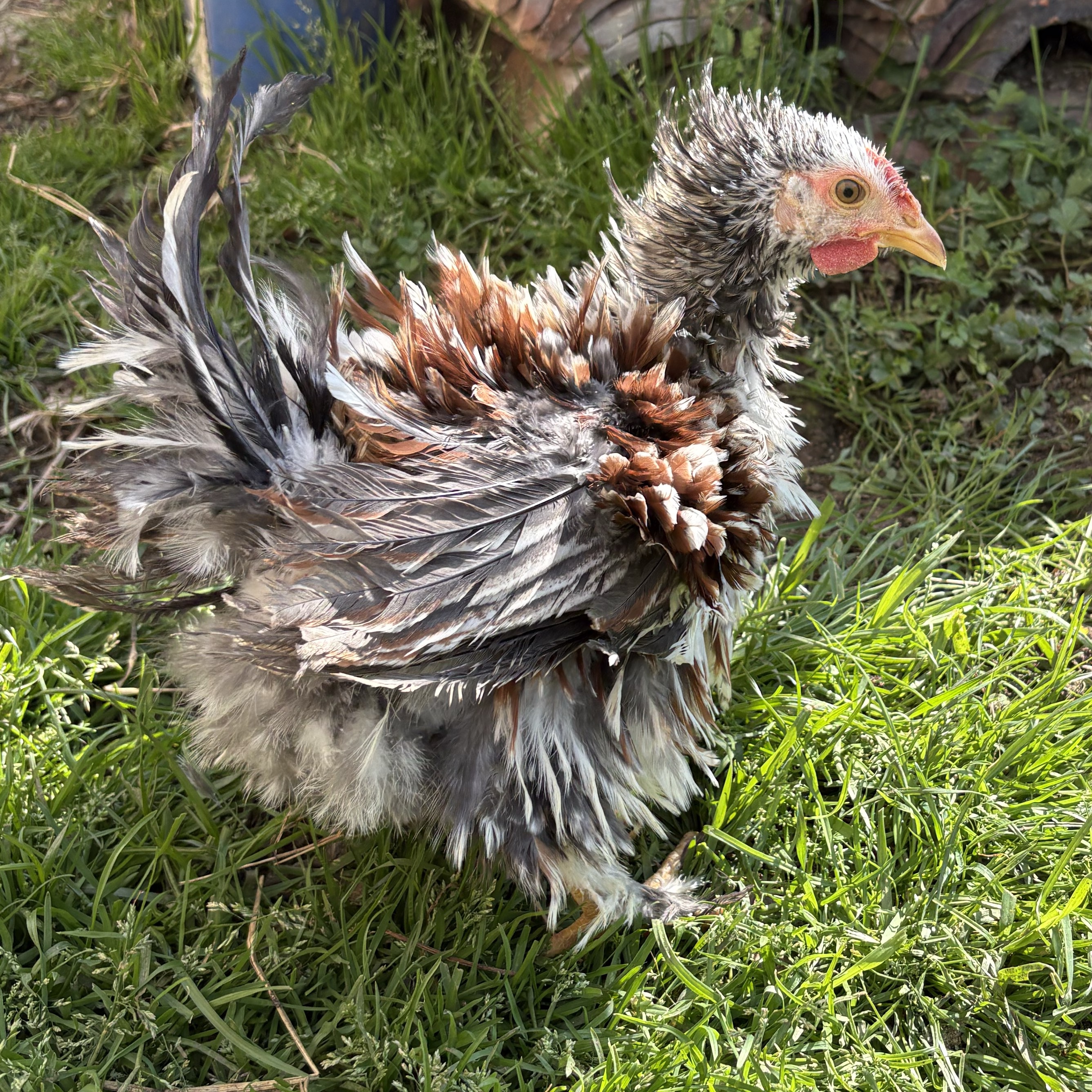 Kikos y kikas - imagen 1