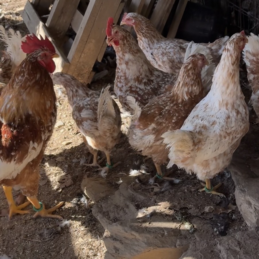 Disponibles huevos y pollitos - imagen 1