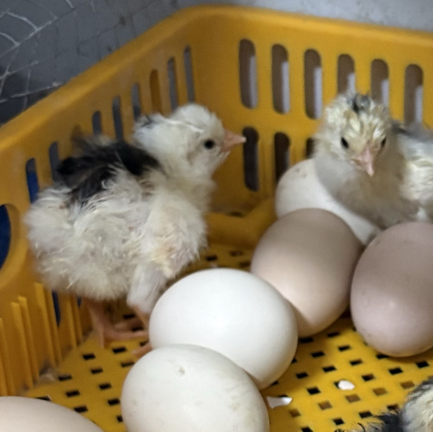 Pollitos pita pinta - imagen 1