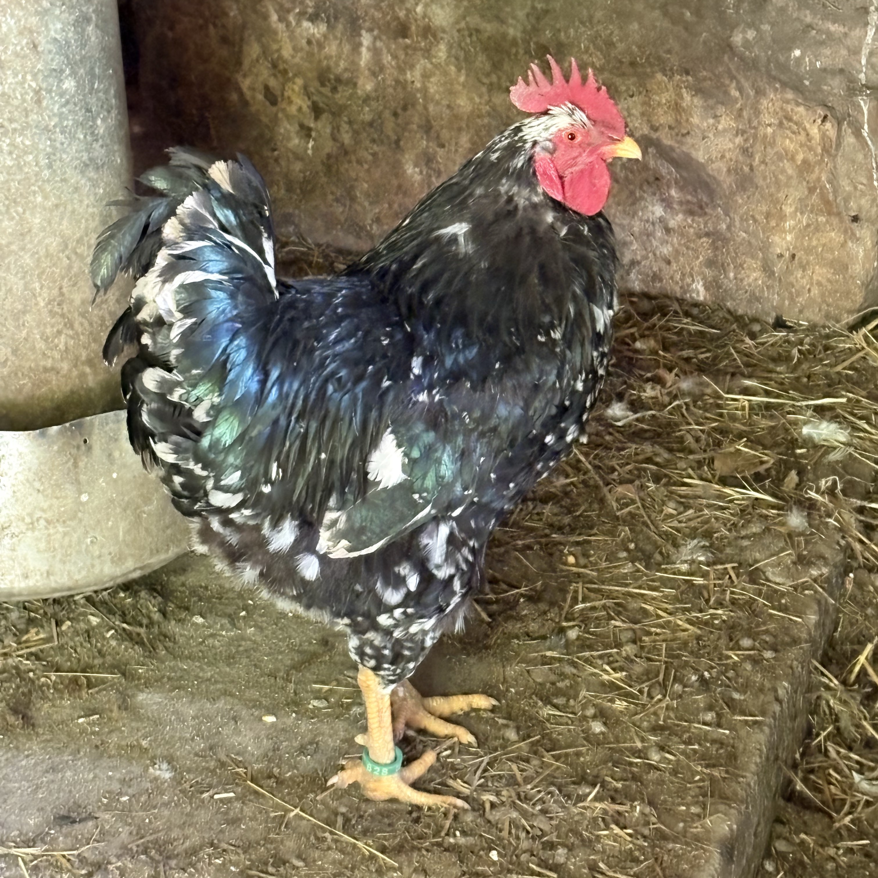 Pita pinta - imagen 1