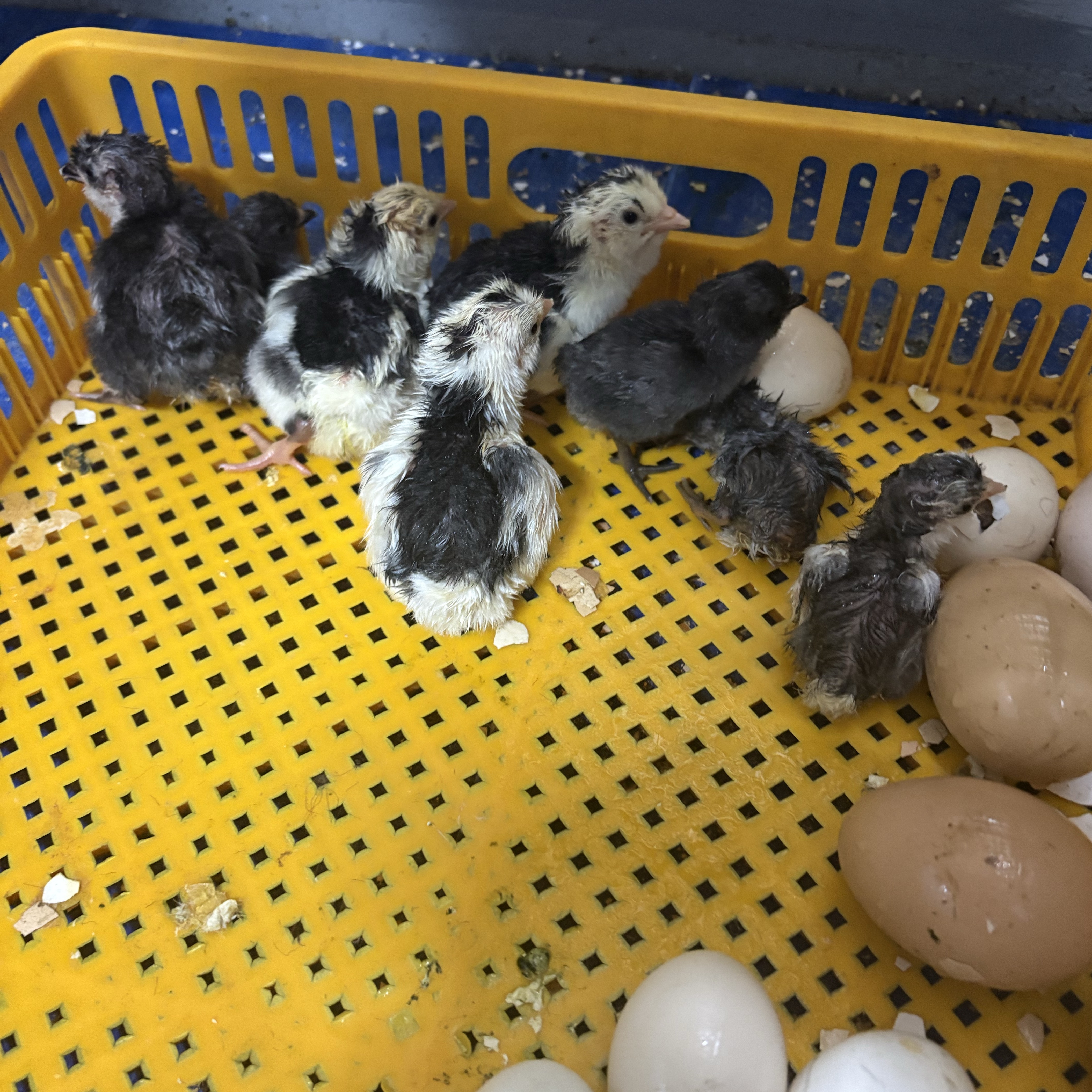 Pollitos watermael - imagen 1