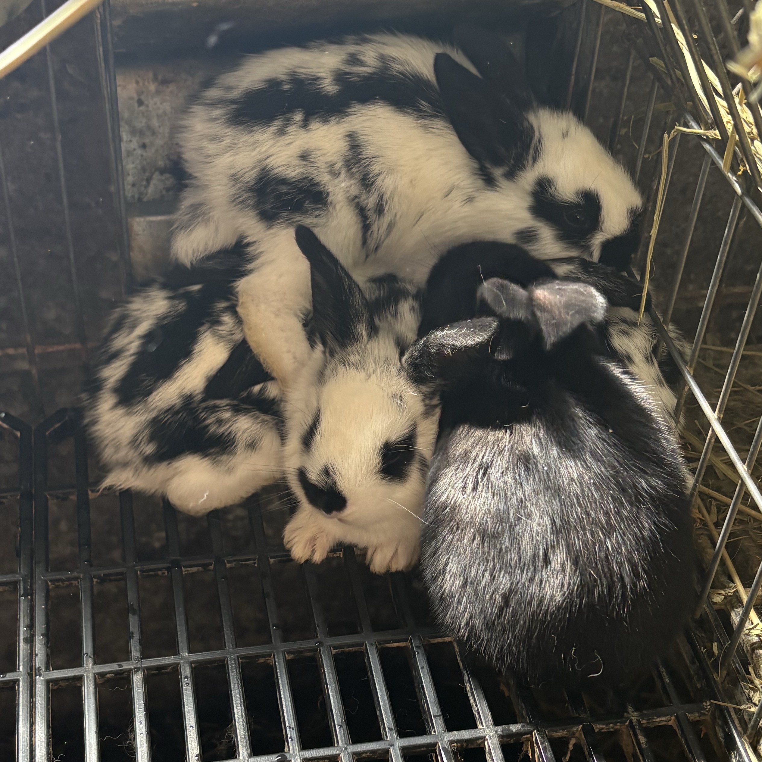 Conejos mariposas - imagen 1