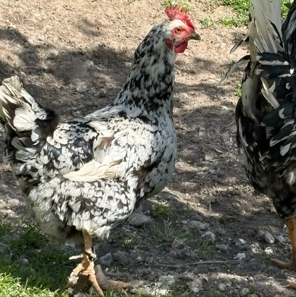 Pita pinta asturiana - imagen 1