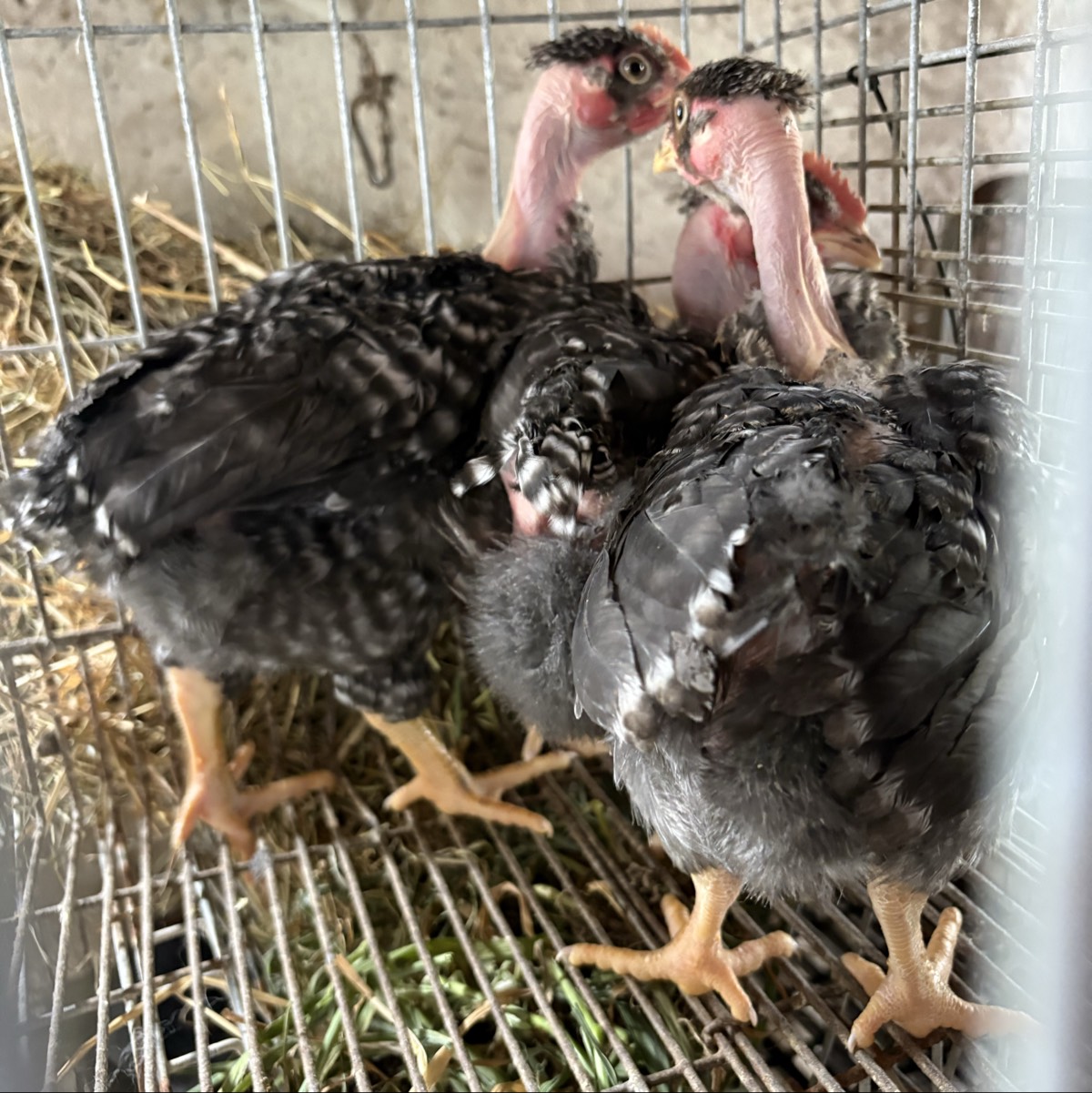 Pollitos cantabra barrada - imagen 1