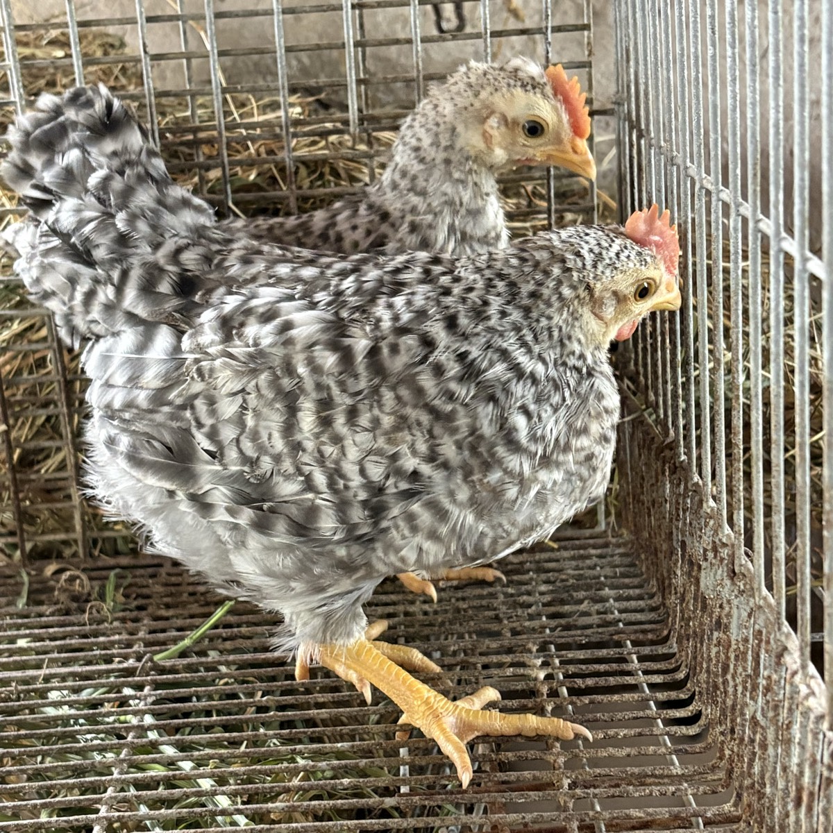 Cream legbar - imagen 1