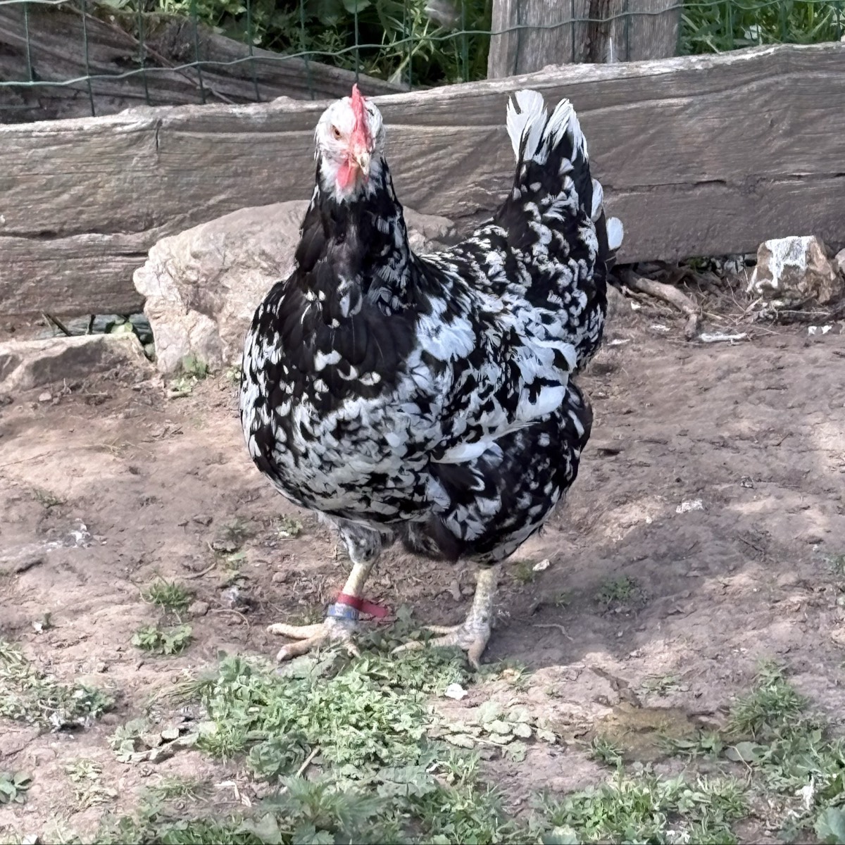 Pita pinta asturiana - imagen 1