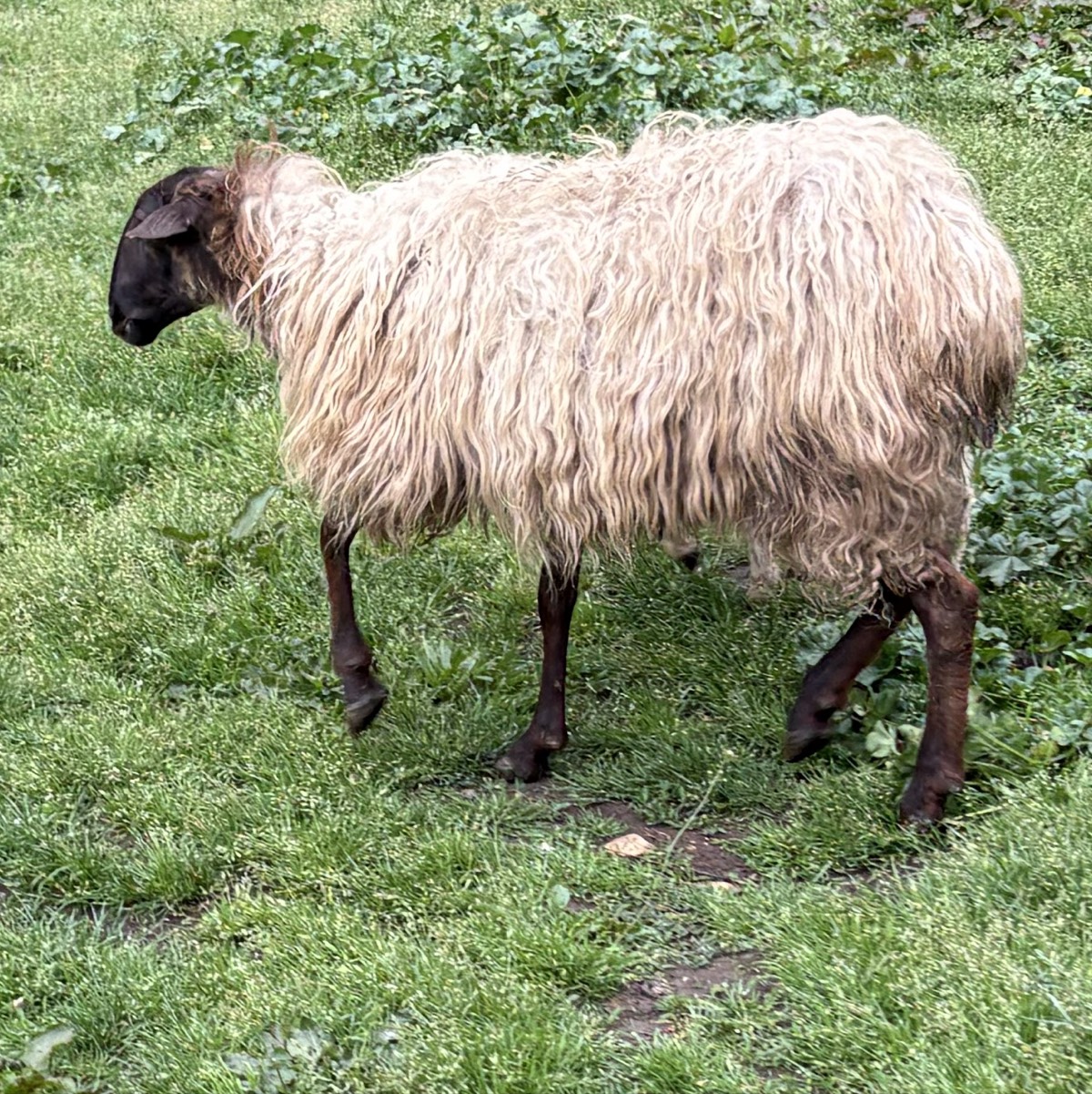 Oveja carranzana parida 