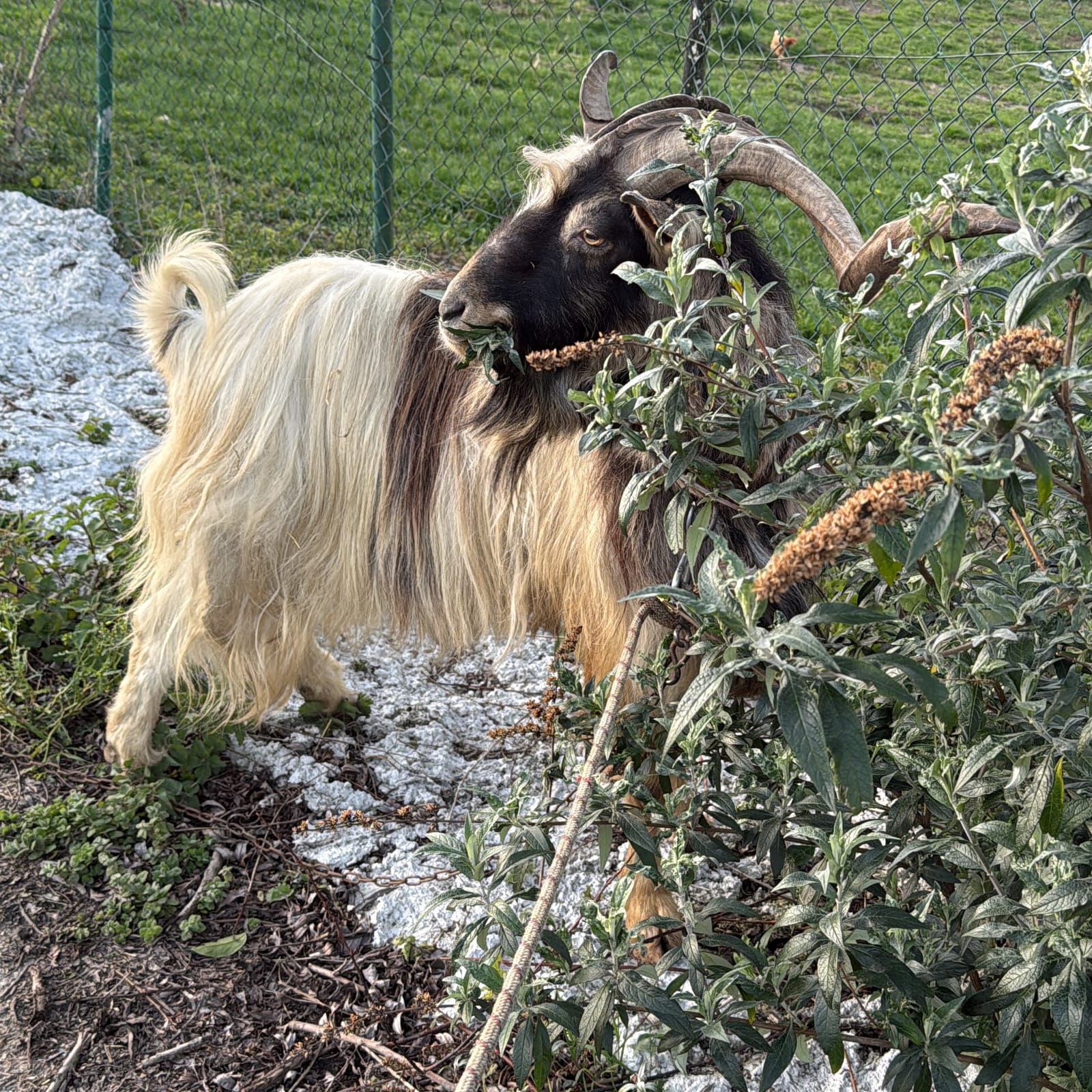 Se vende  - imagen 1