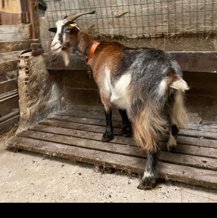 Se venden  - imagen 1