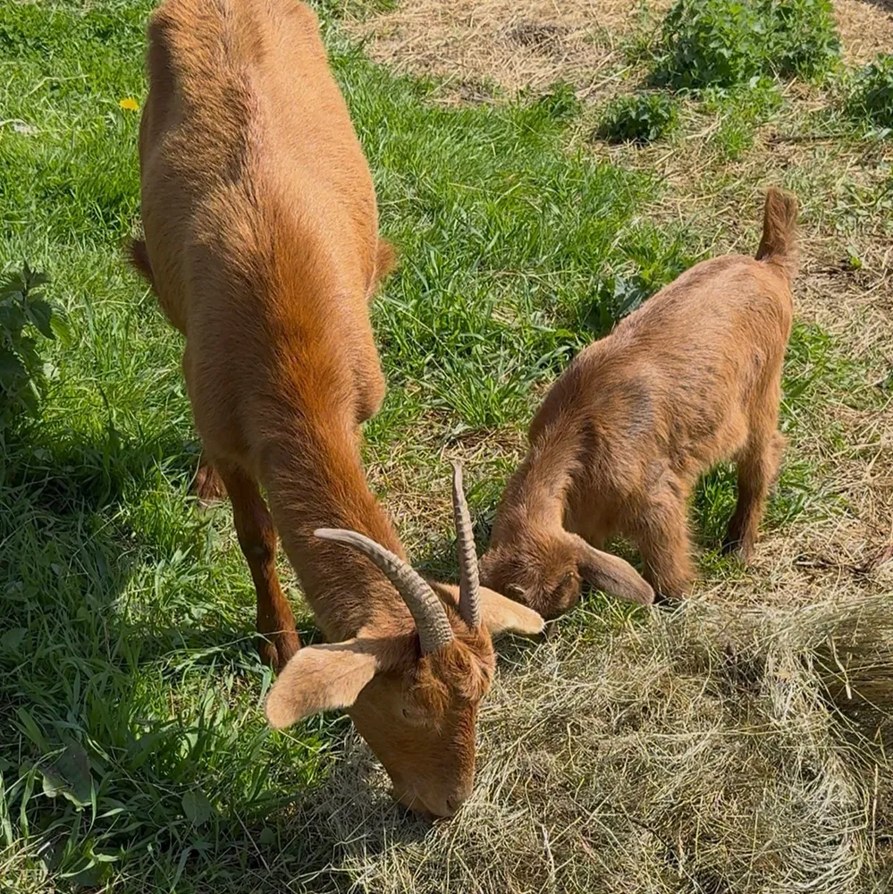 Se venden  - imagen 1