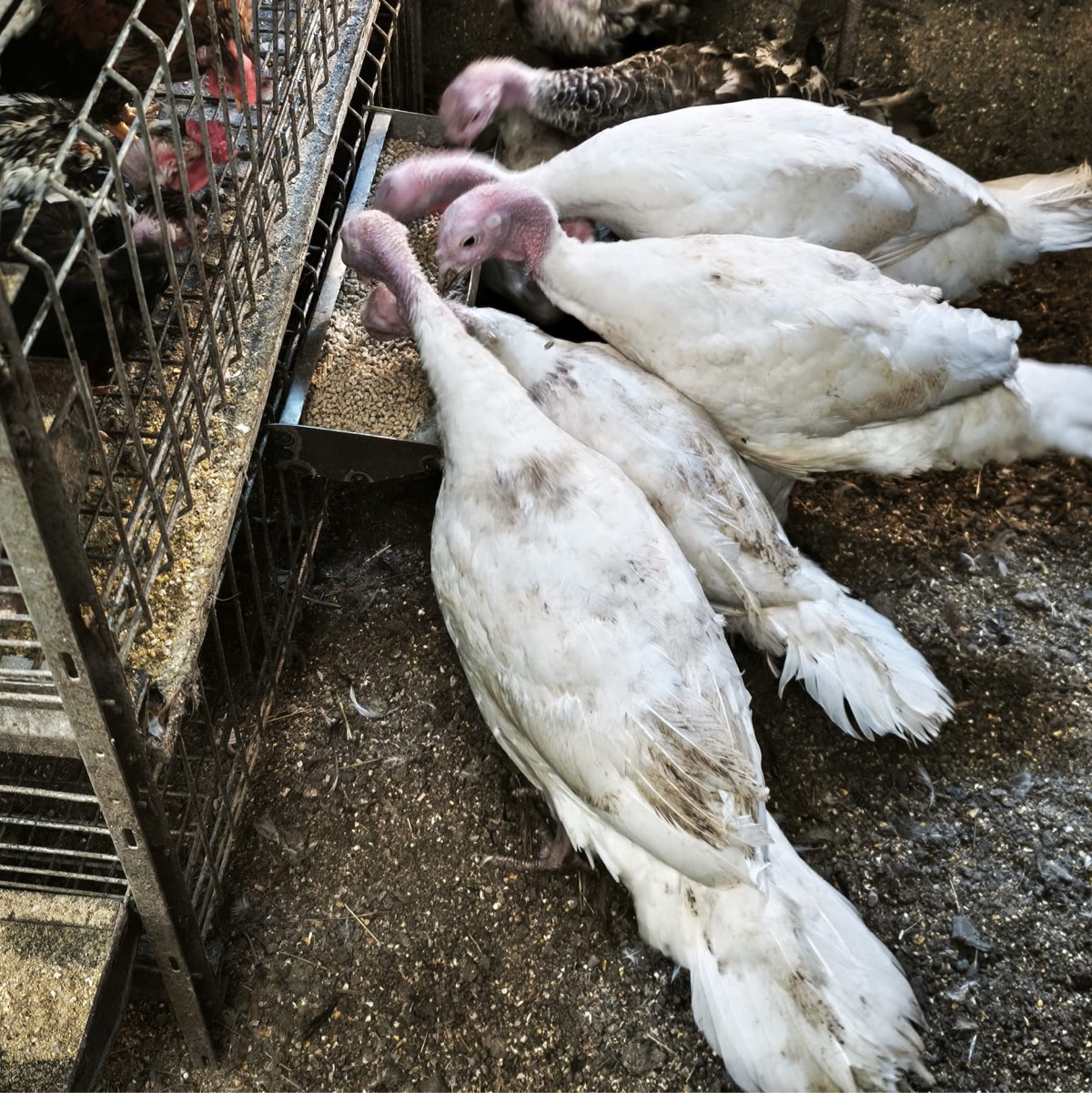 Se vende pavos machos  - imagen 1