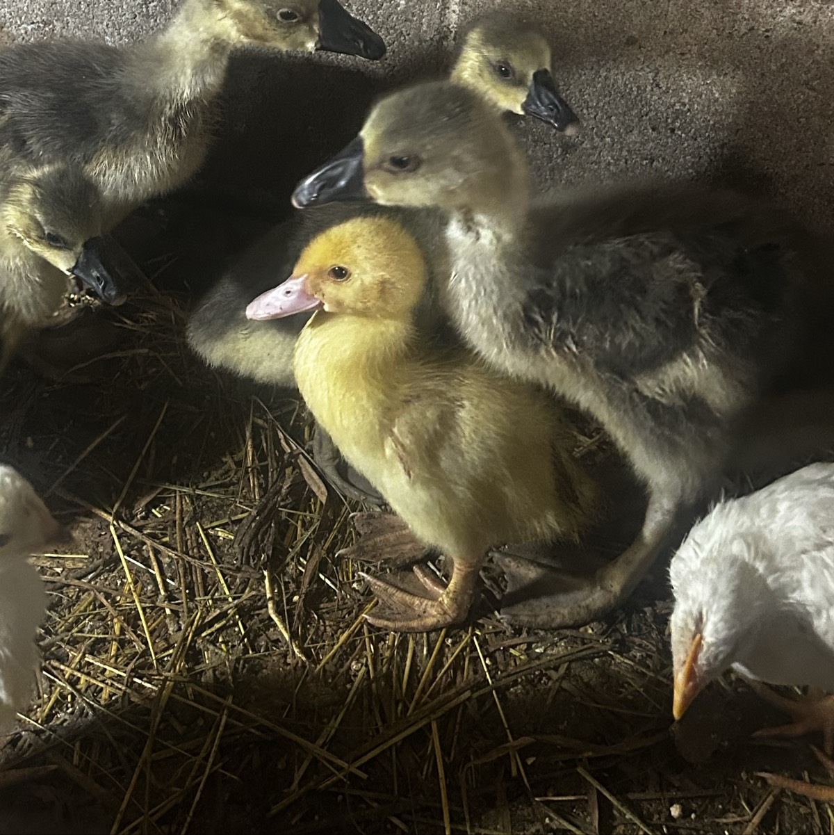 Se vende pato/a