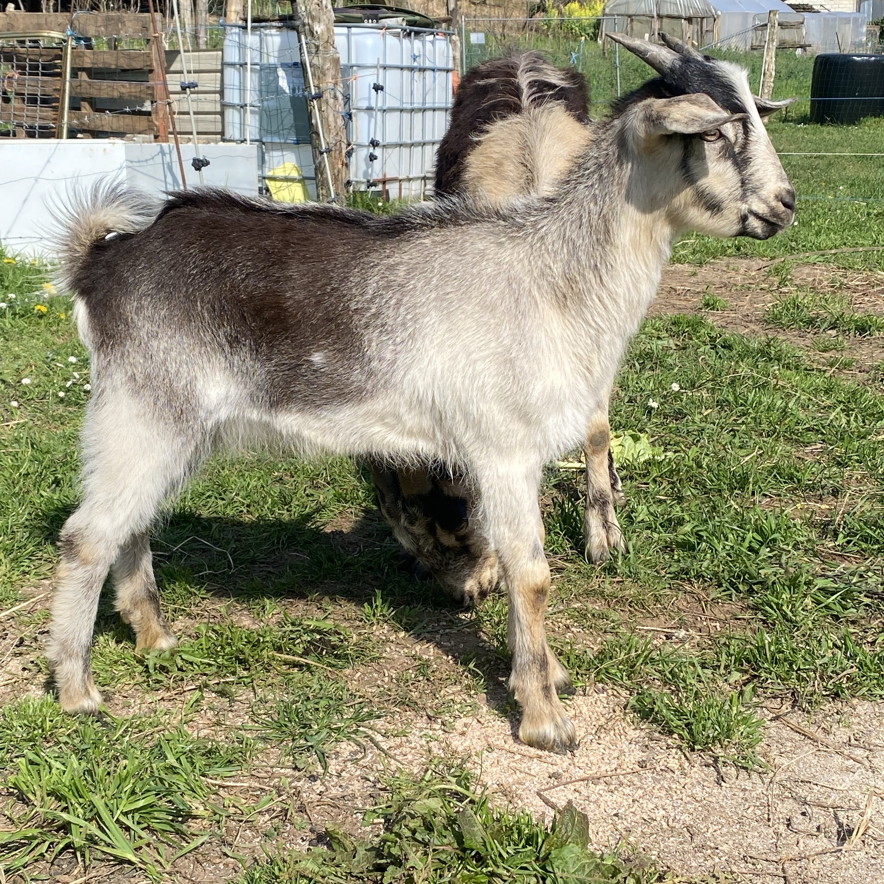 Vendo cabrito  - imagen 1