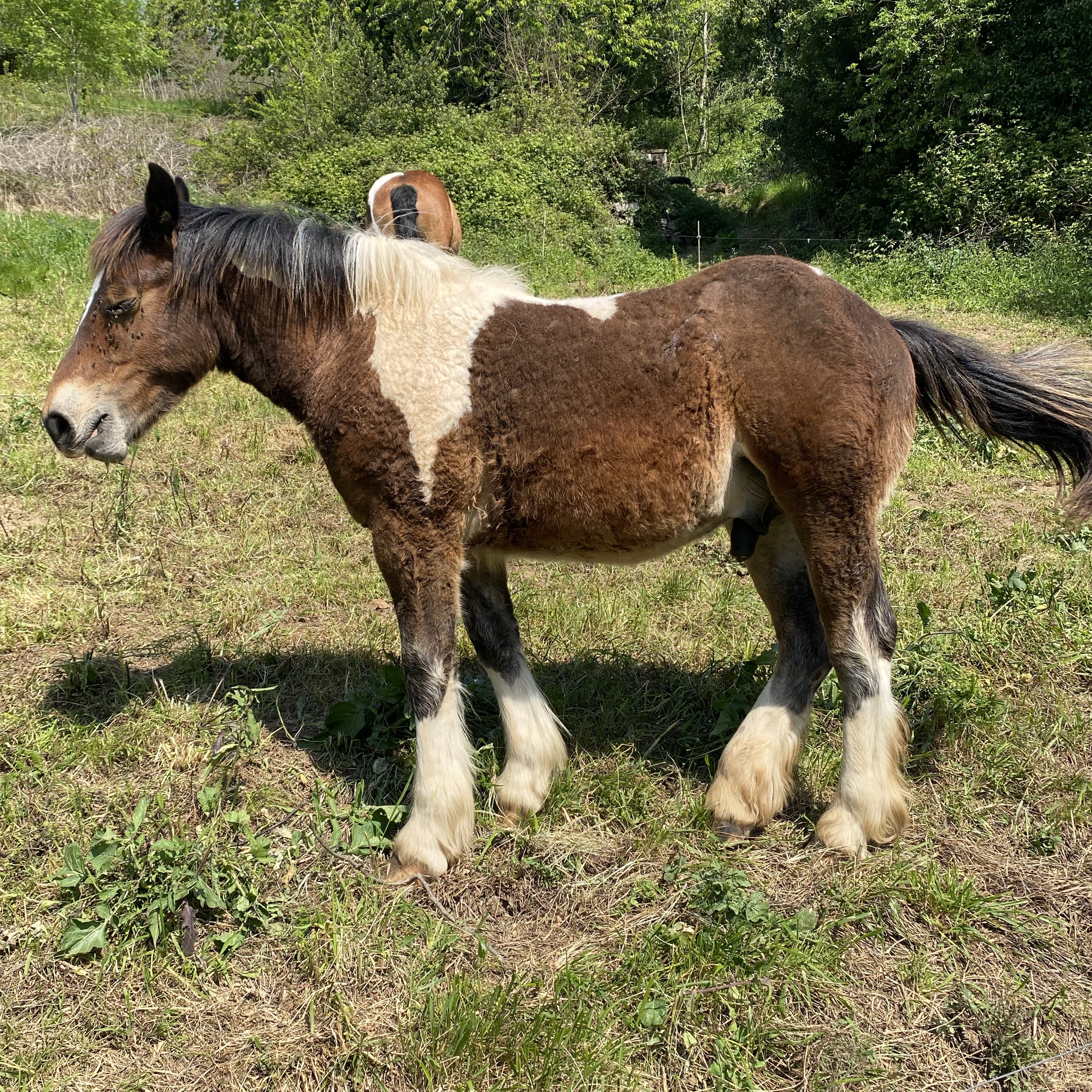 Potro navarro pinto  - imagen 1