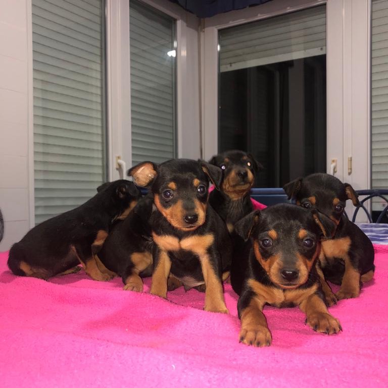 Mini Pincher  - imagen 1