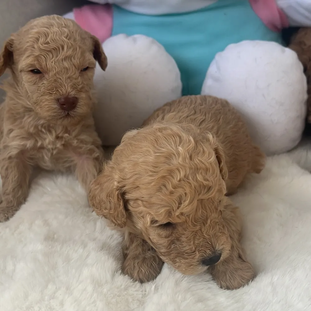 Caniches Toy - imagen 1