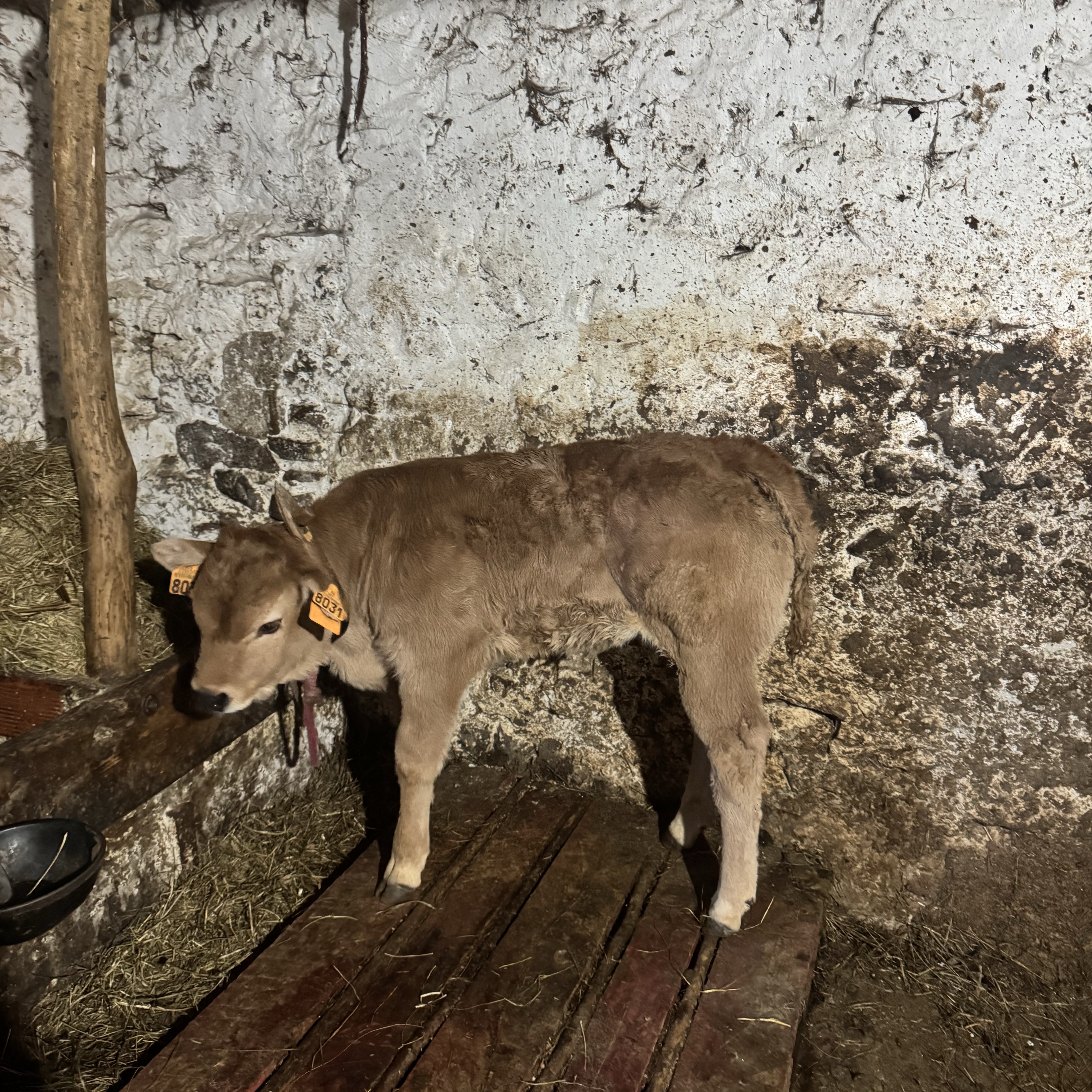 Se venden xiatu y xiata pa arrimar - imagen 1