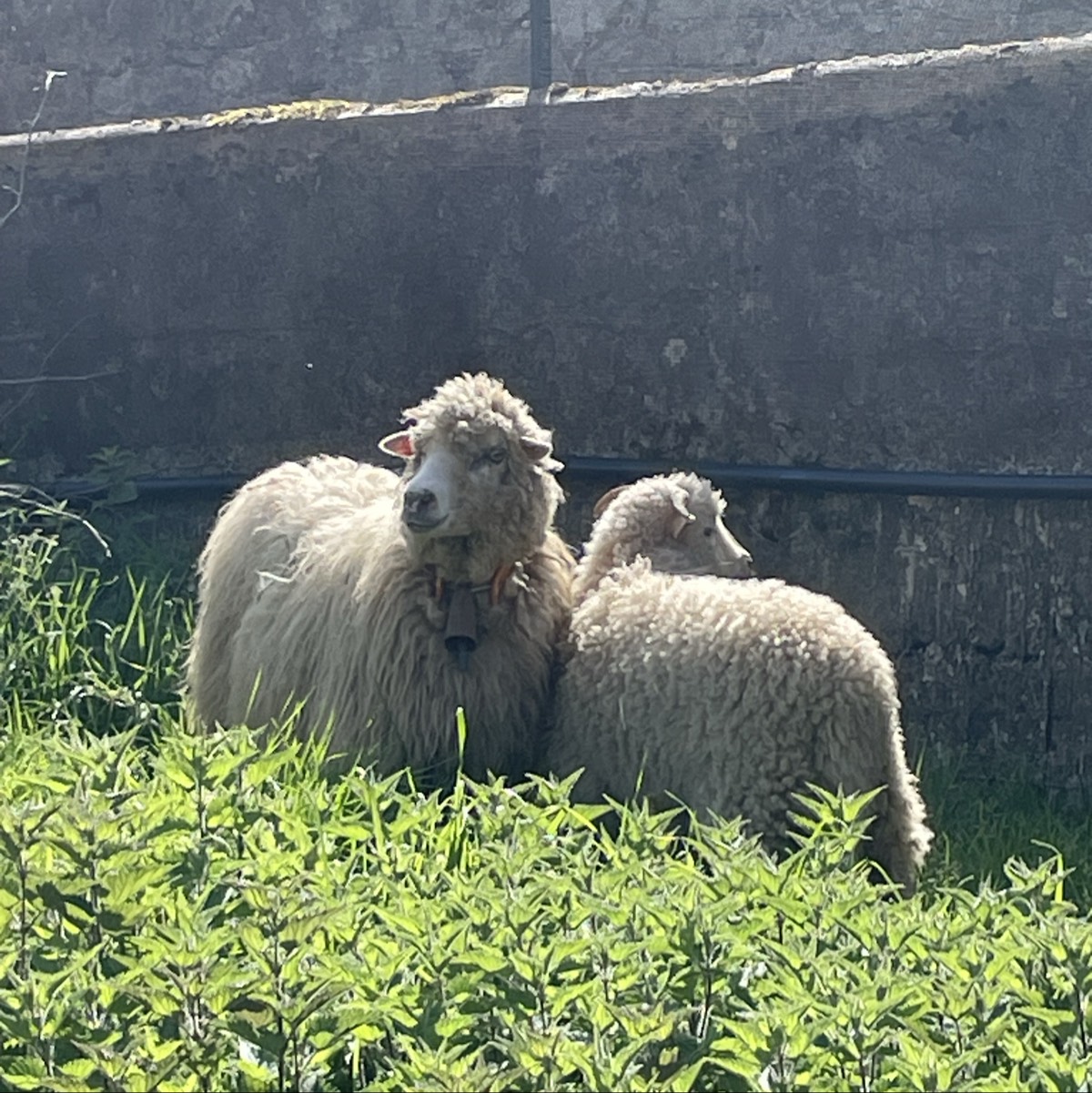 Se vende  - imagen 1