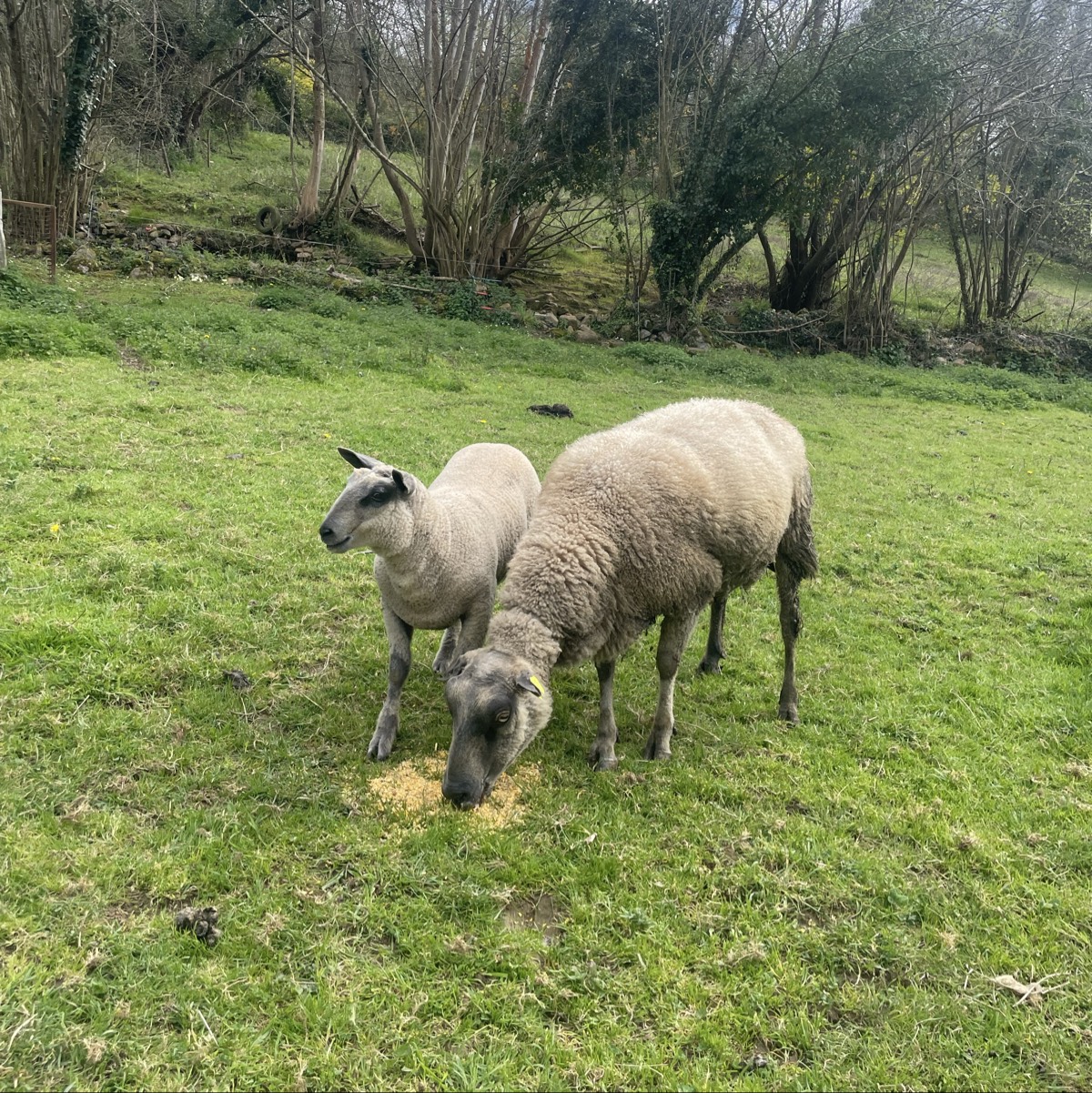 Se vende  - imagen 1