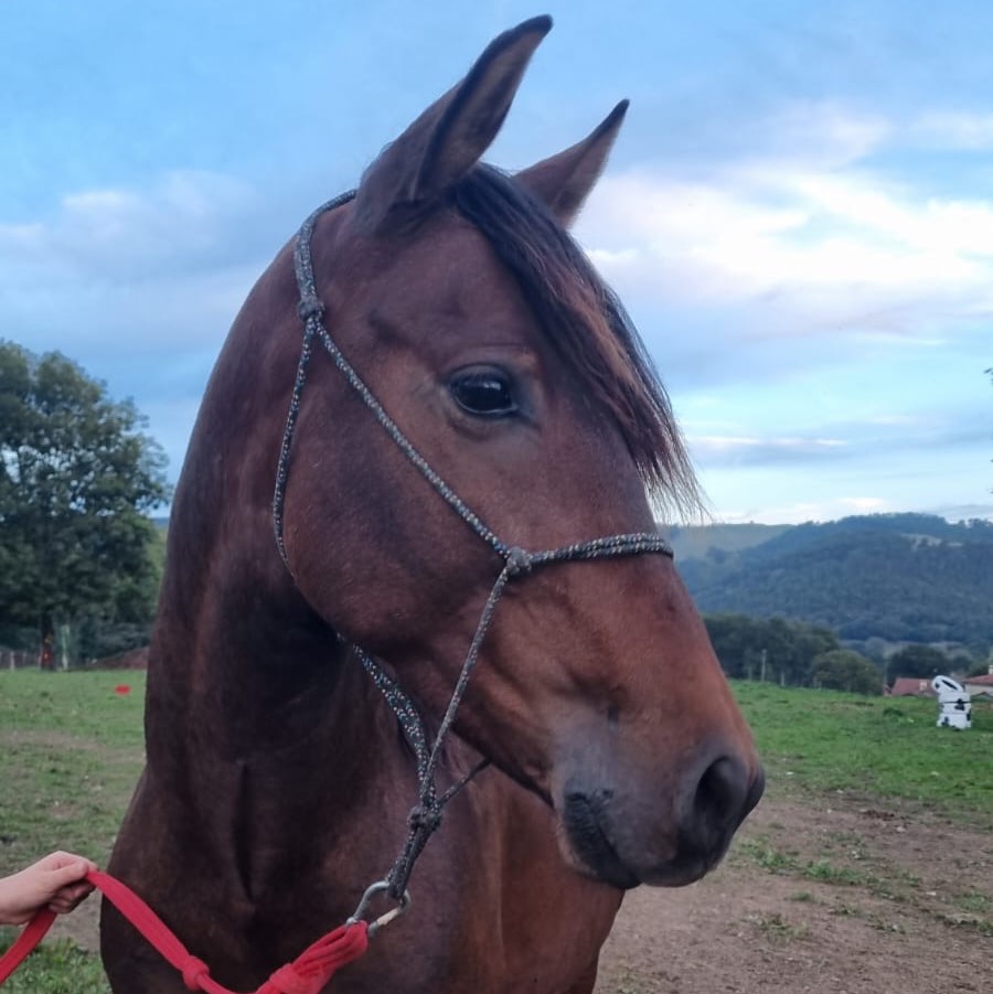 Se vende o se cambia caballo  - imagen 1