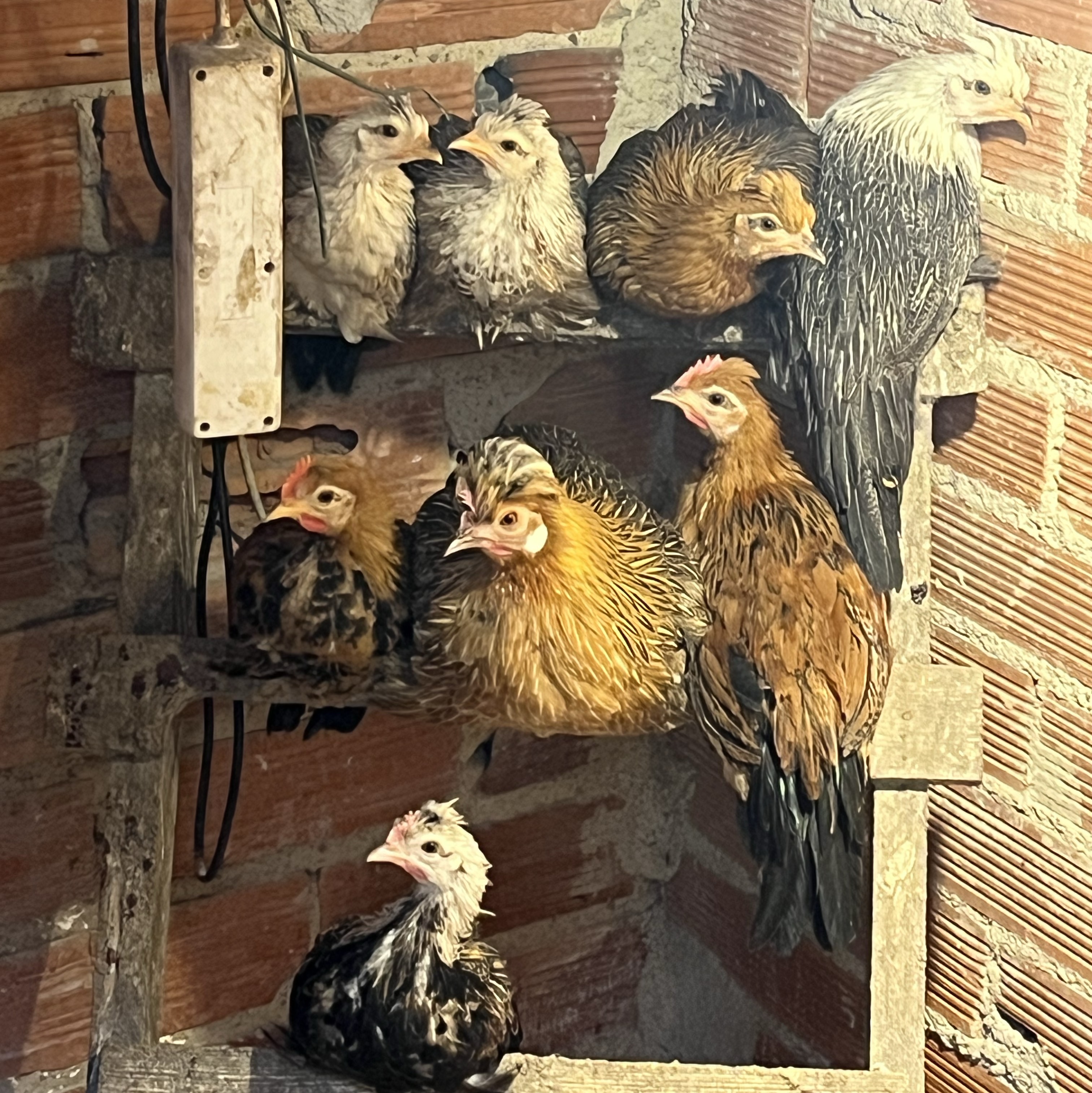 Kikos y kikaa - imagen 1