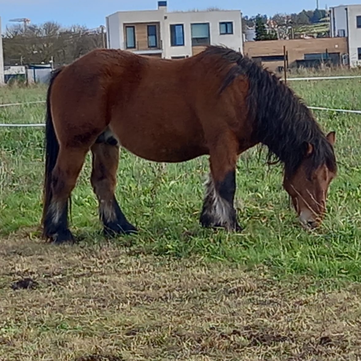 se vende caballo burguete  - imagen 1