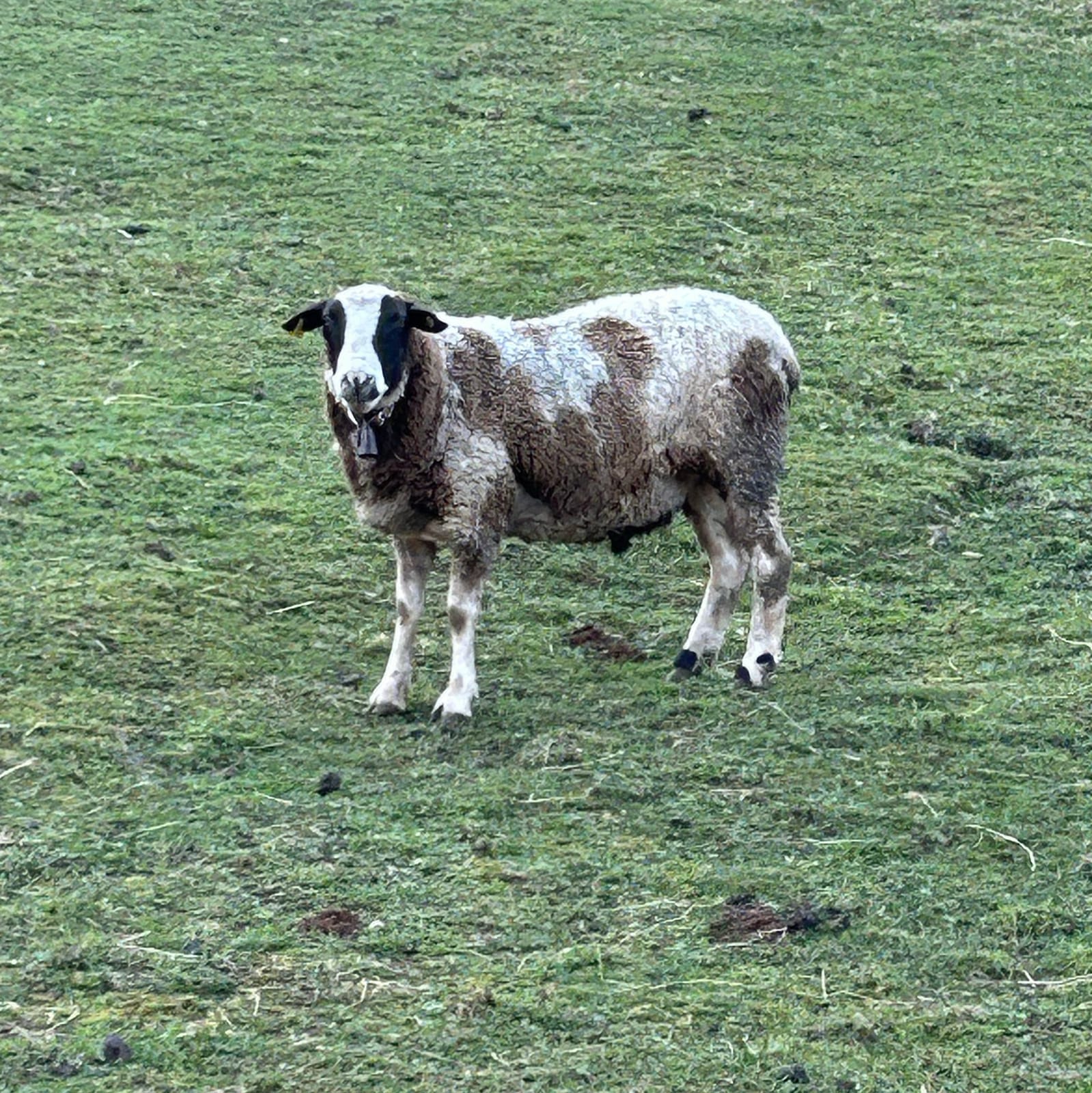 Cordero pinto  - imagen 1