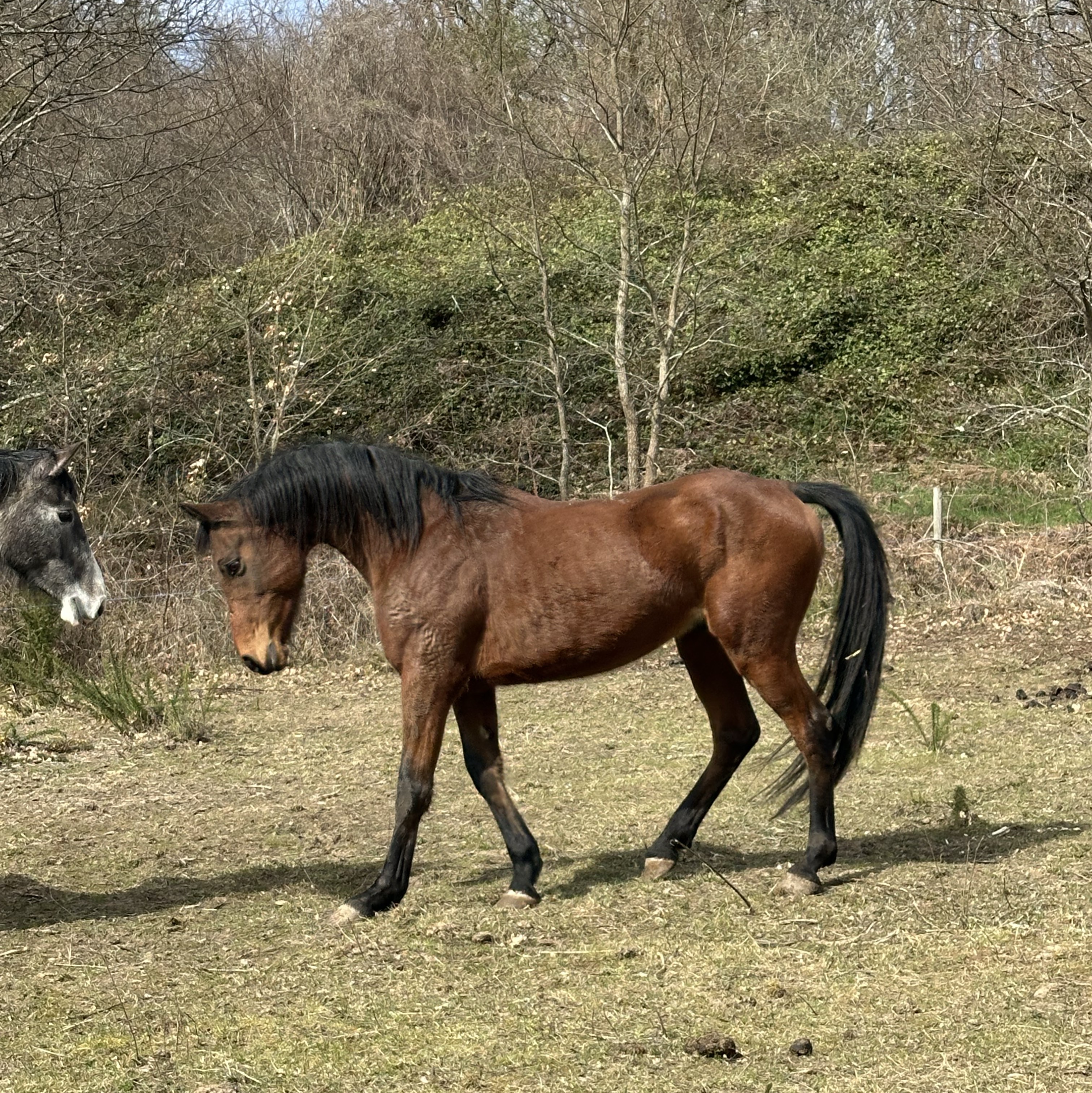 Angloarabe  - imagen 1