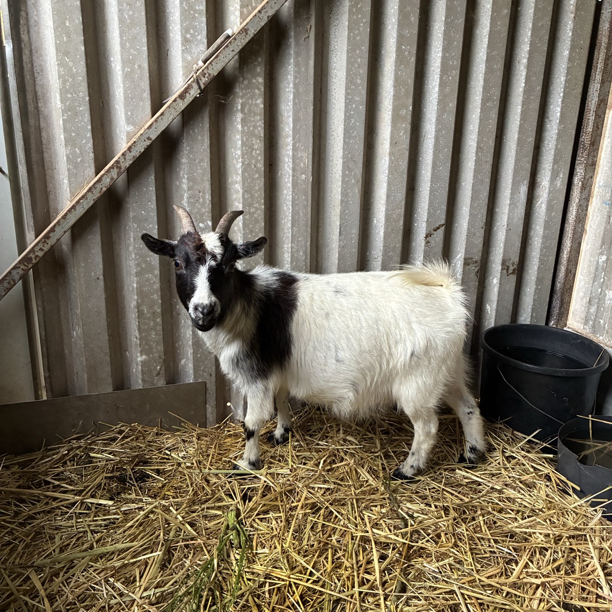 Cabra enana preñada  - imagen 1