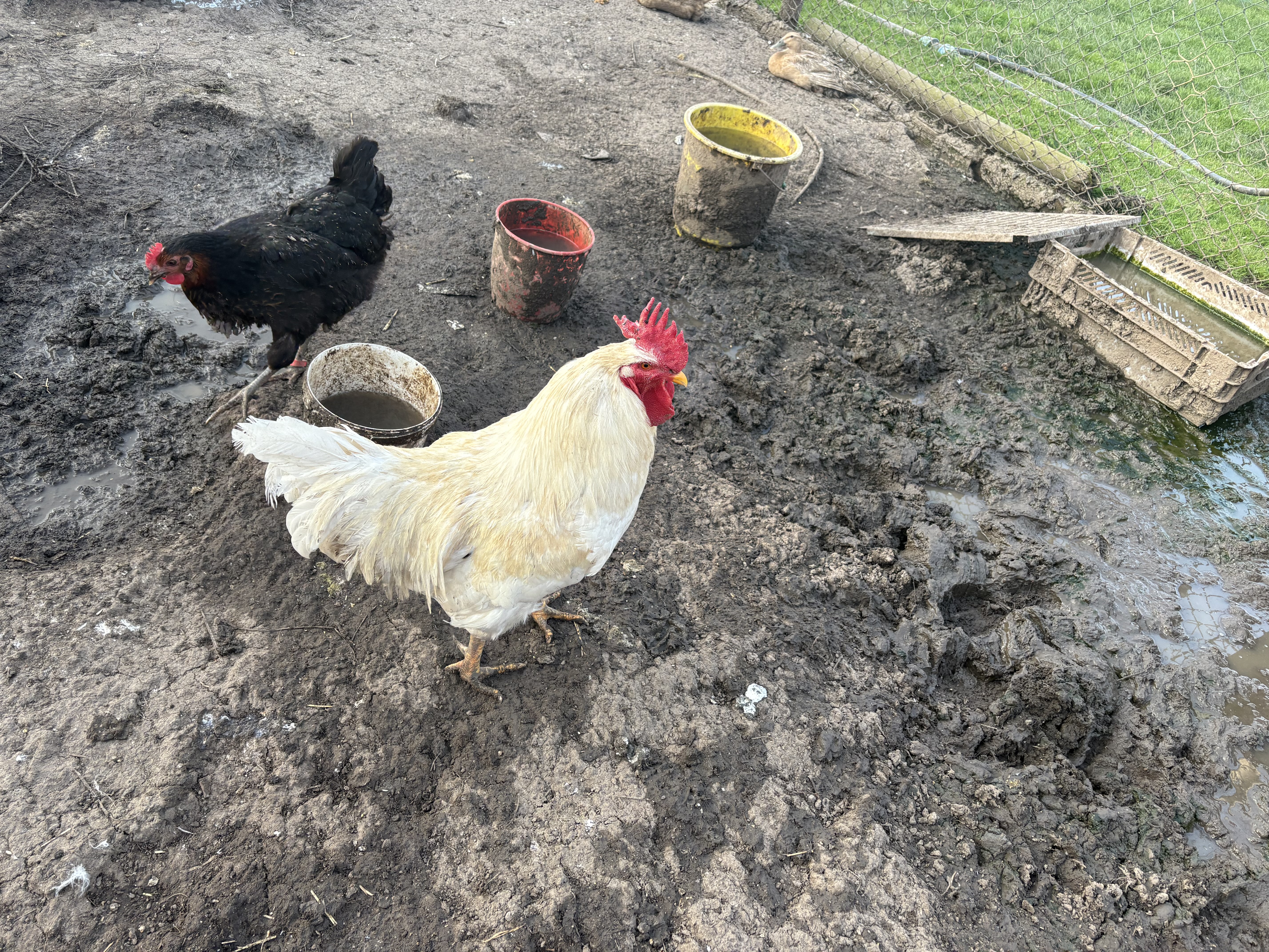 Gallos varias razas - imagen 1