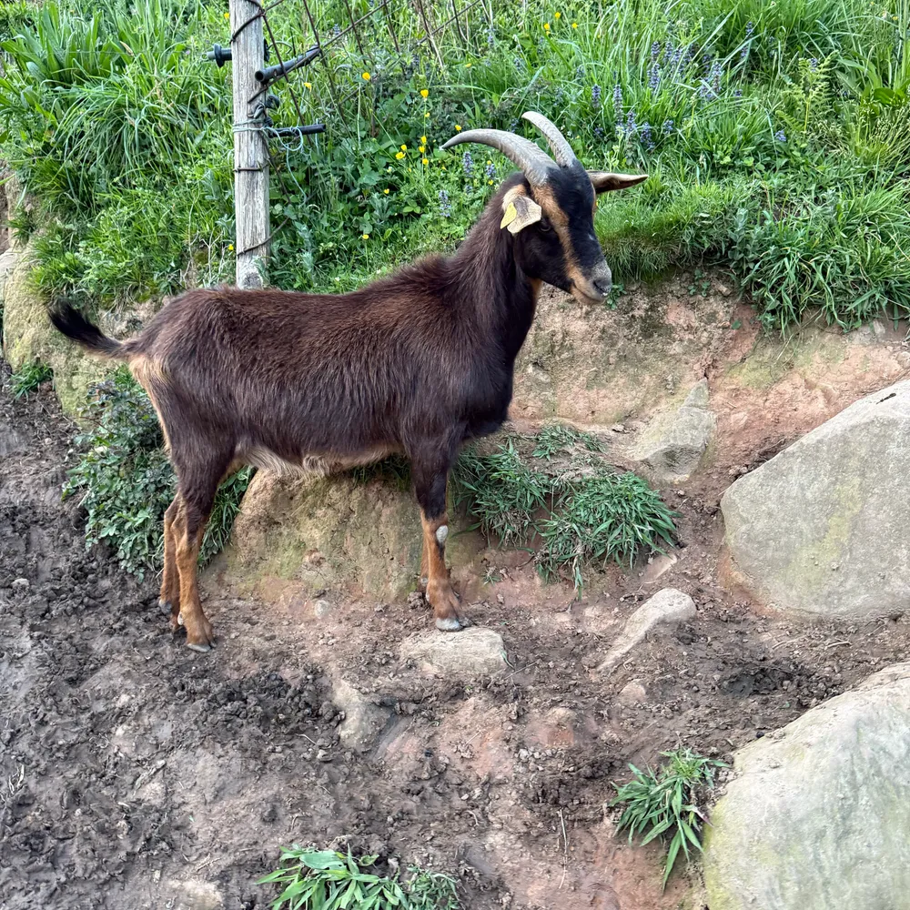 Cabrita de año preñada haciendo ubre corza con tripa roja  - imagen 1
