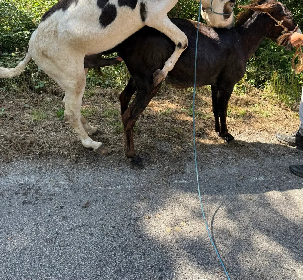 Ofrece burro pinto para montas  - imagen 1