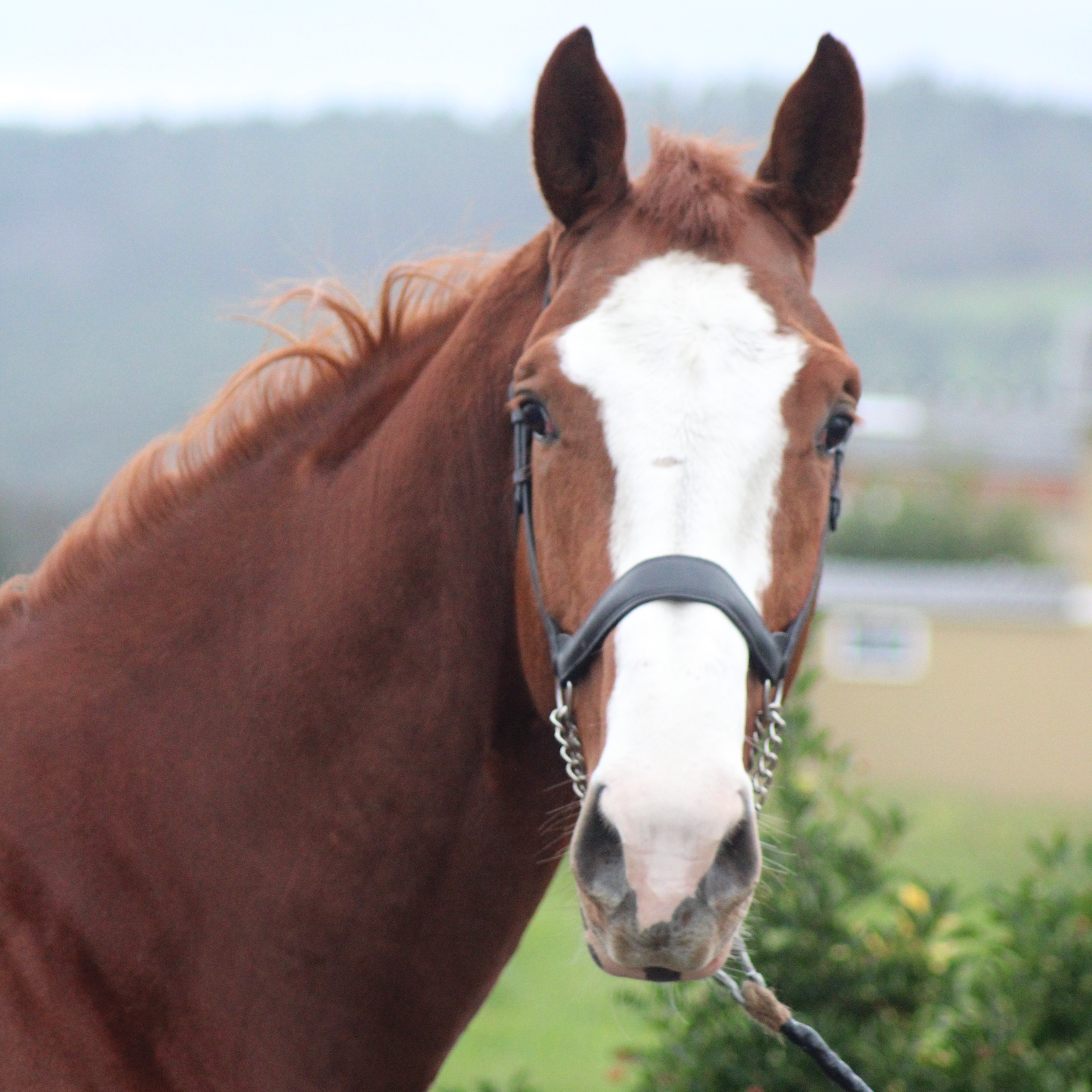Semental para cubriciones - imagen 1