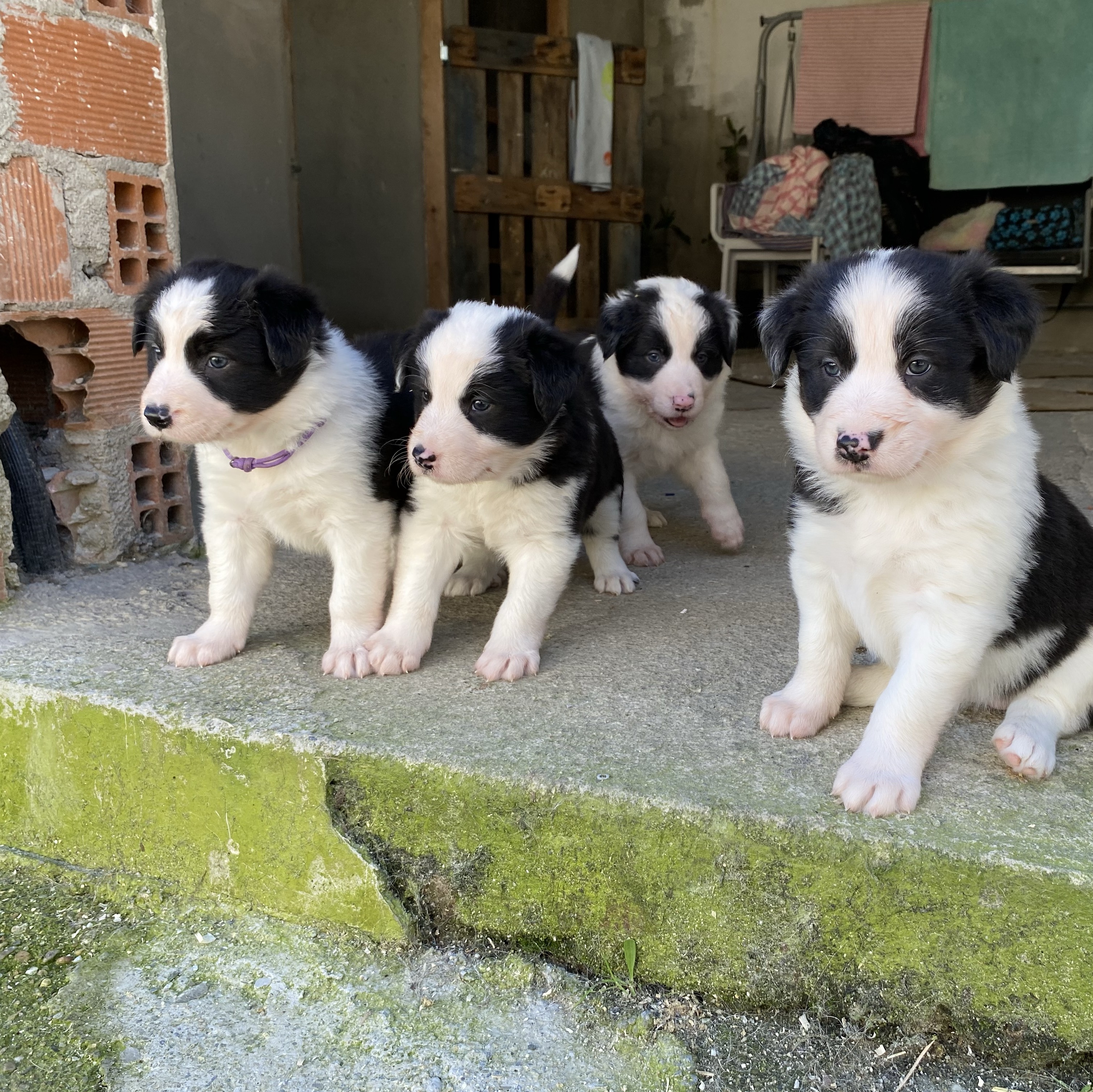 Cachorros border collie - imagen 1