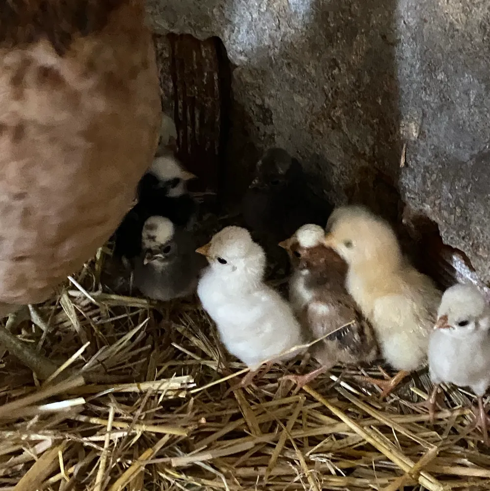 Huevos fértiles de paduana - imagen 1