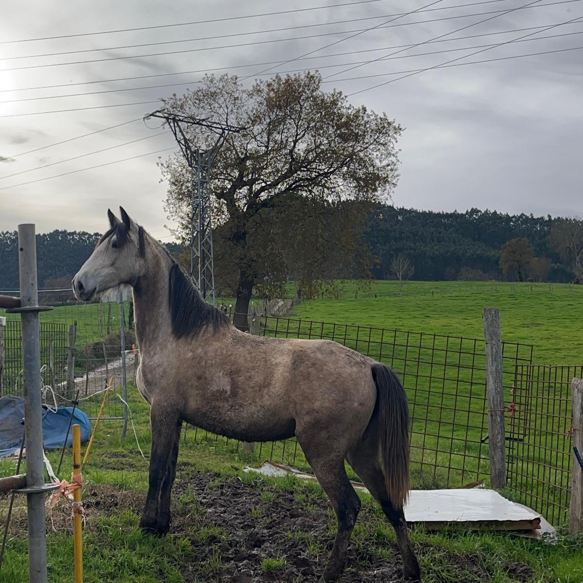 Se vende potra  - imagen 1