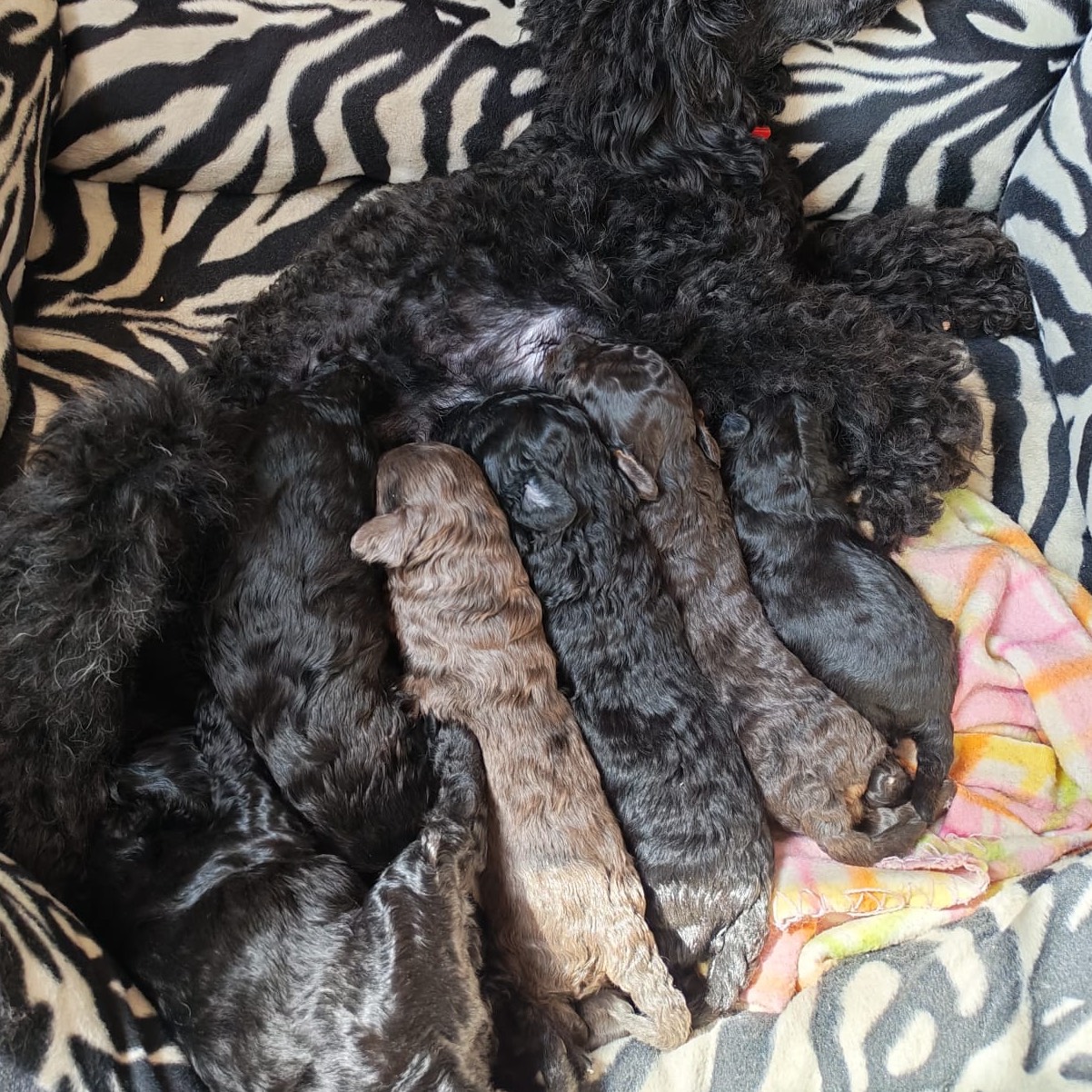 Caniches enanos - imagen 1