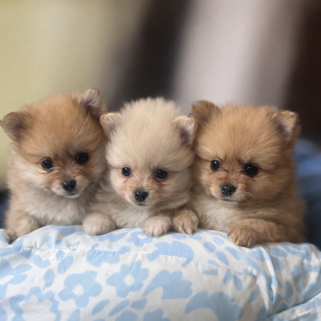 Lulú de Pomerania - imagen 1