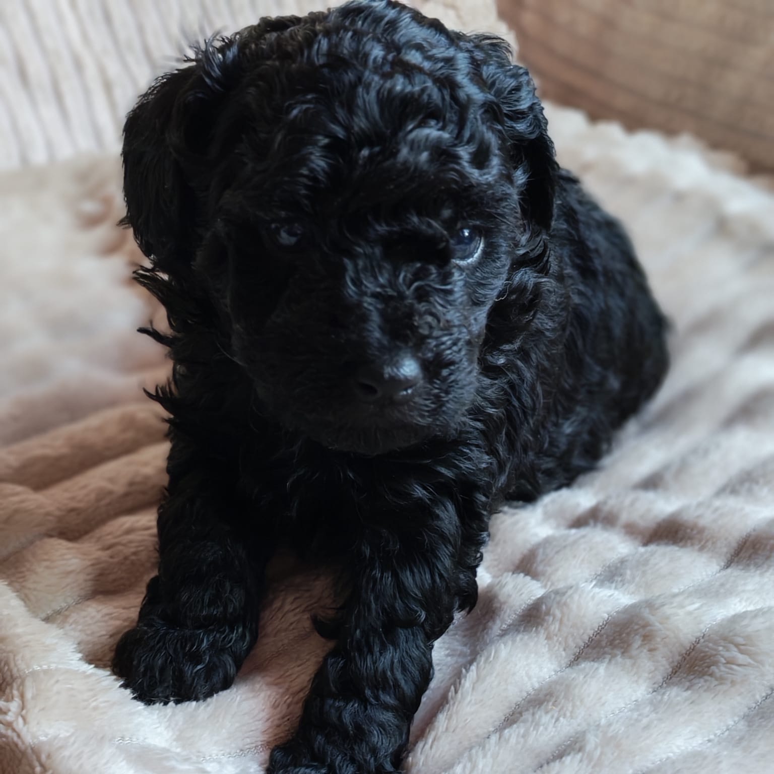 Caniches mini - imagen 1