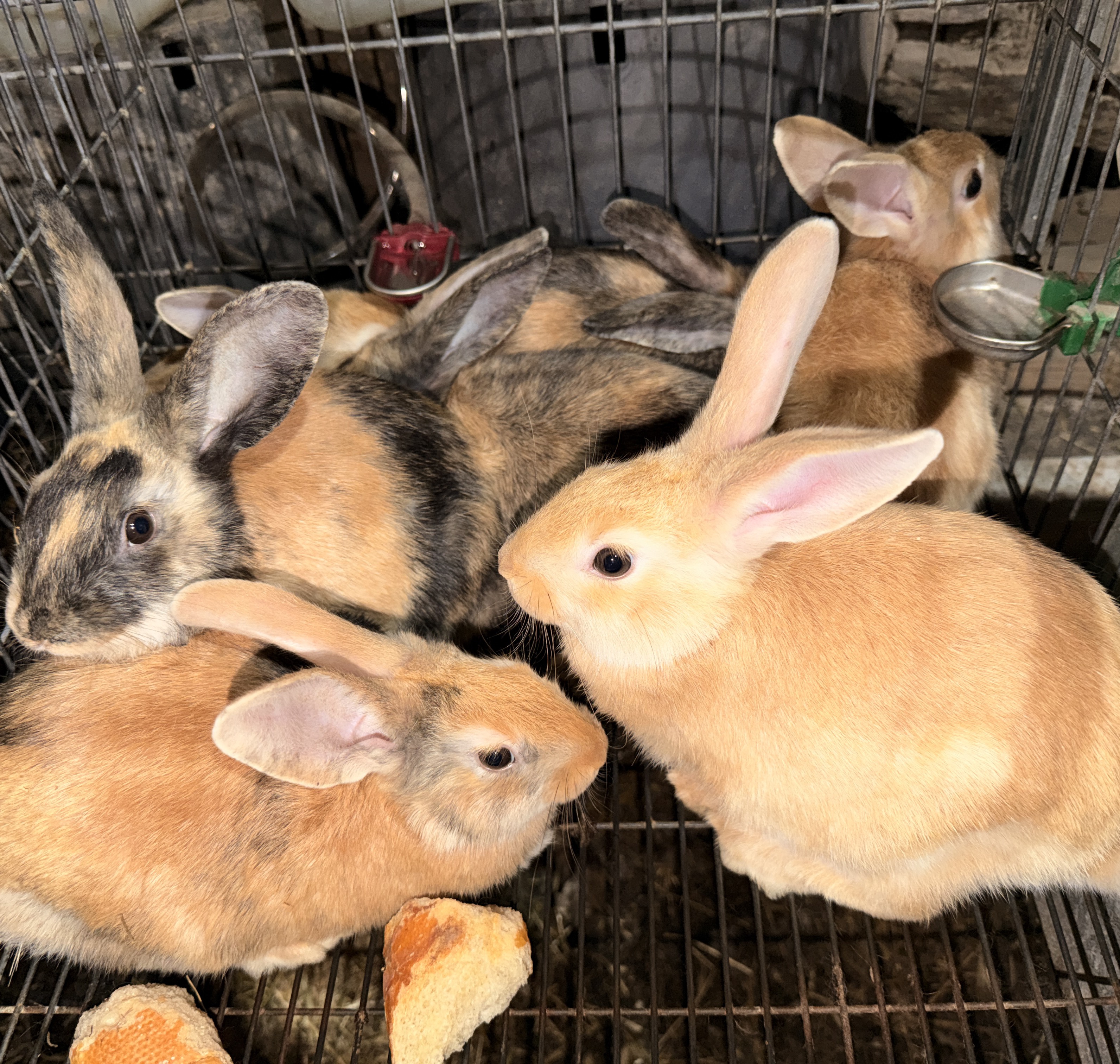 Conejos caseros - imagen 1
