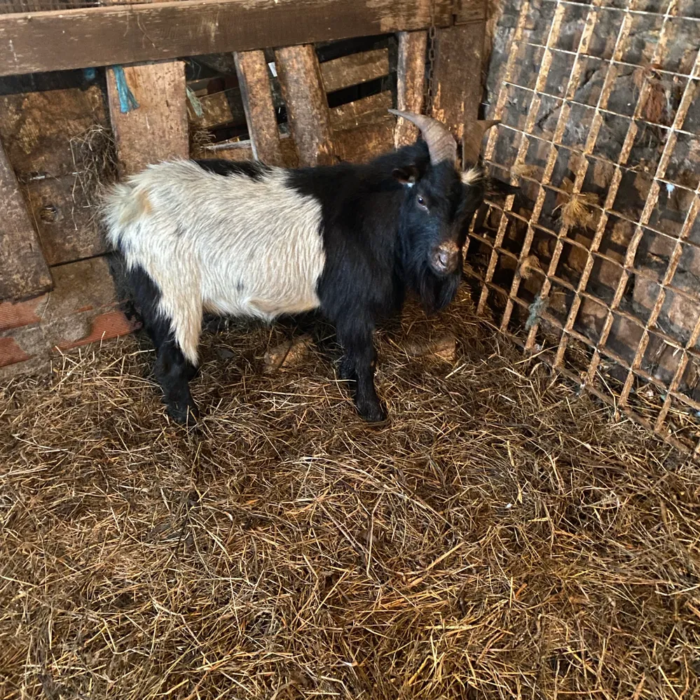 Se vende chivo enano - imagen 1