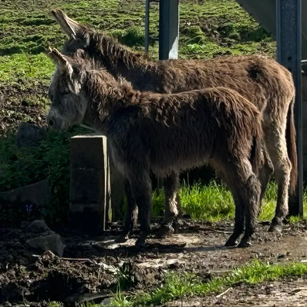 Burro de 7 meses - imagen 1