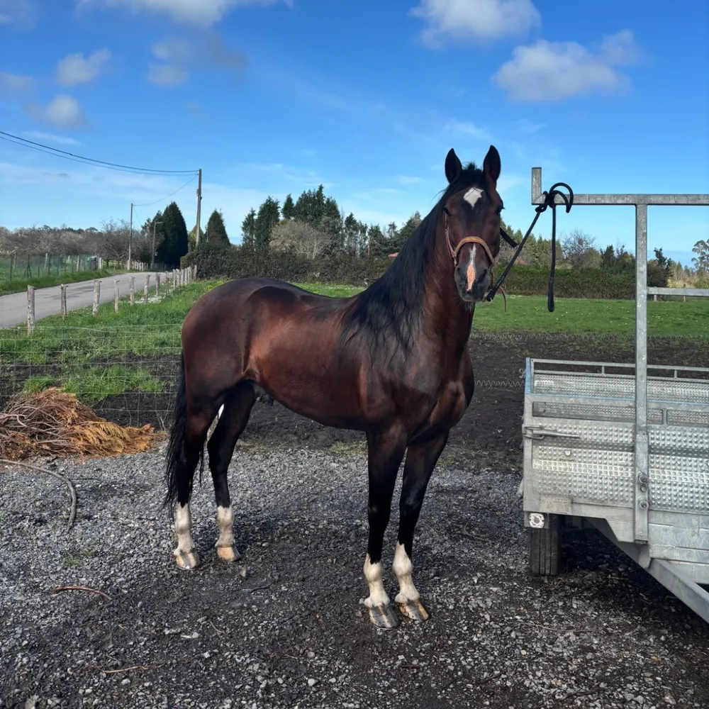 Caballo español entero - imagen 1