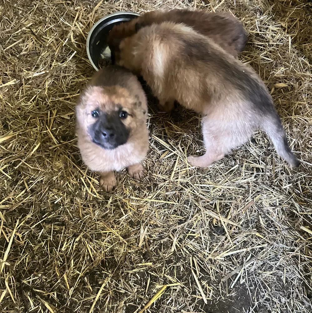 Pastor vasco gorbea - imagen 1